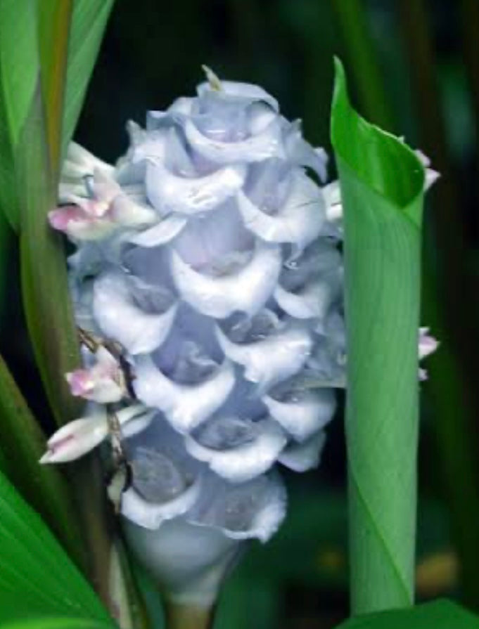 Calathea burlmaxi Blue ice
