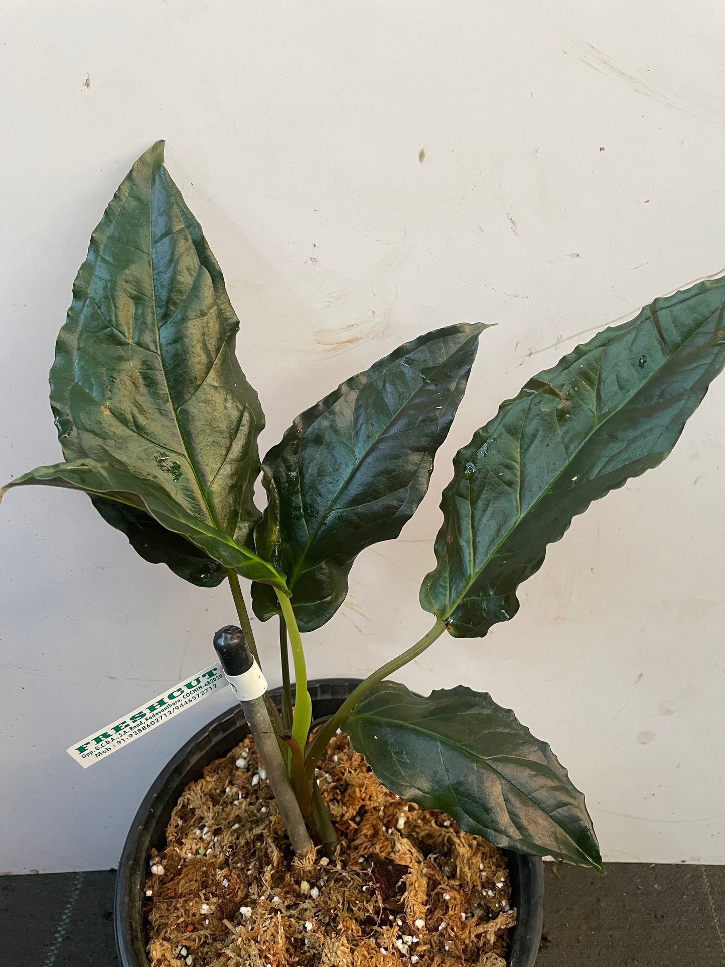 Chlorospatha. Sp Nappo