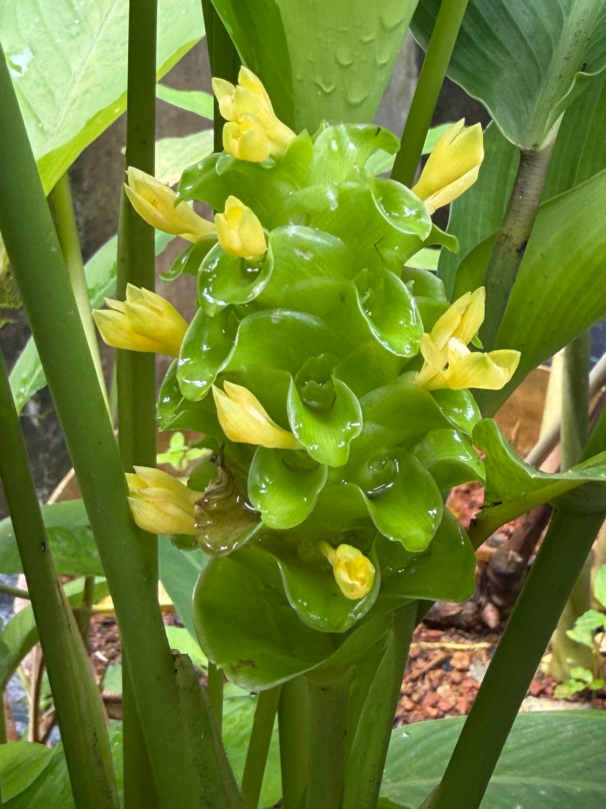 Calathea burlmaxi green ice