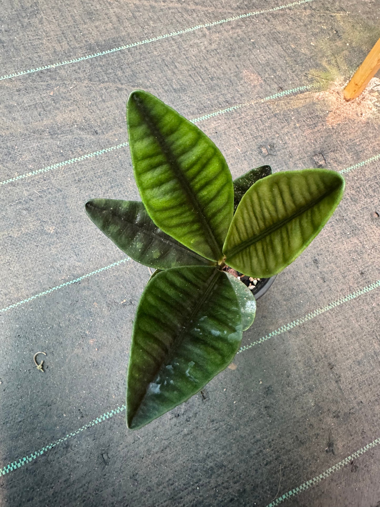 Labisia Sp. Pontan