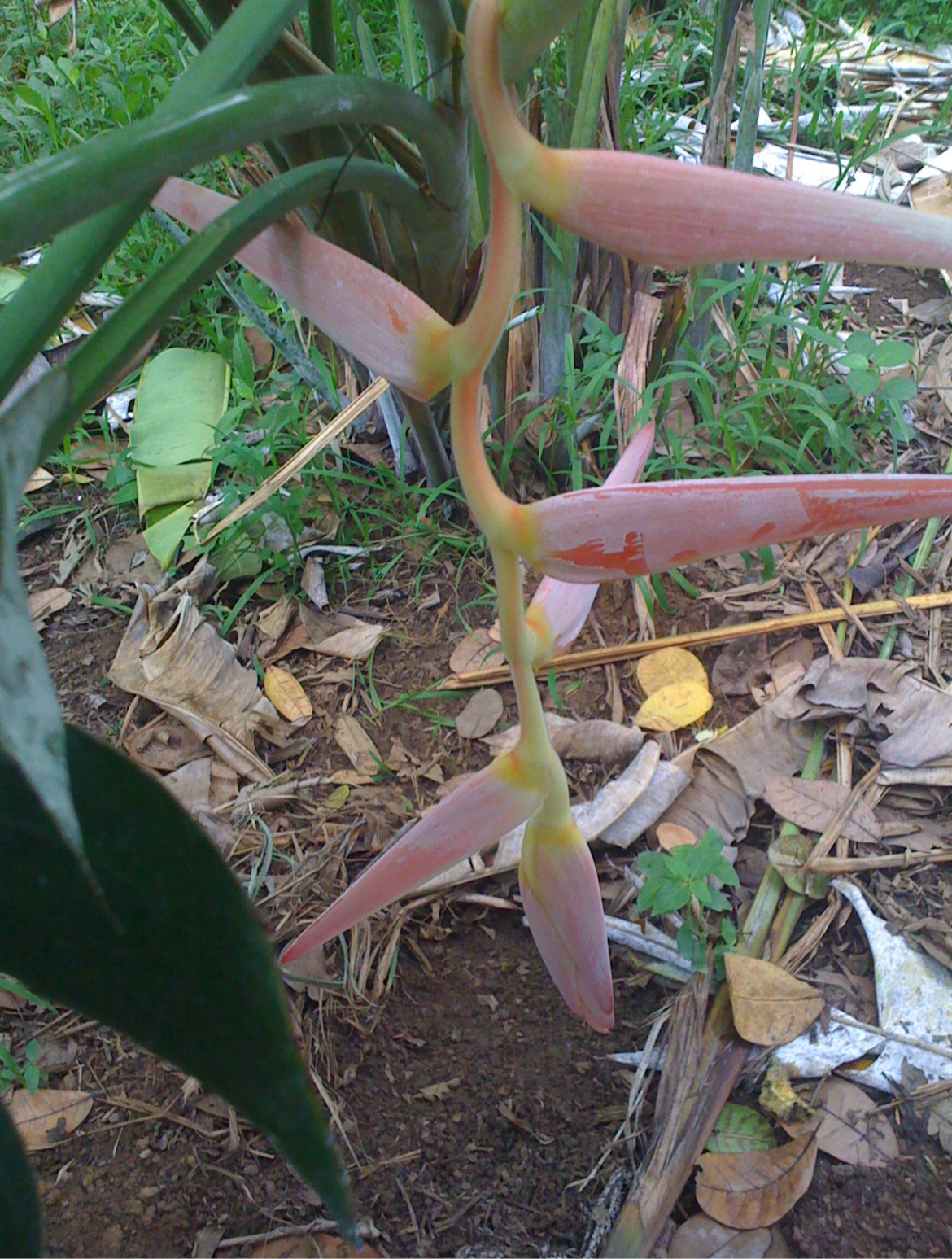 H.Penduloides Perfect Darling