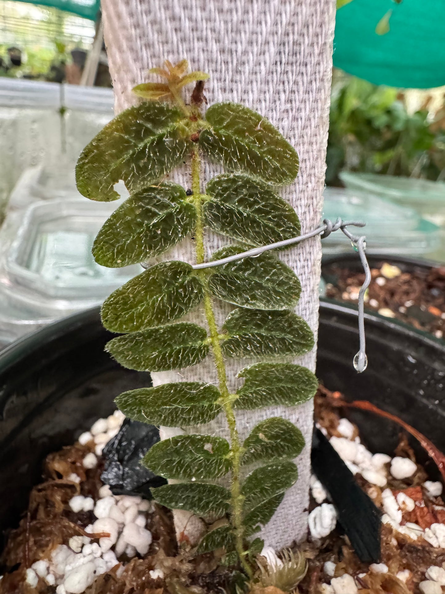 Ferns micrechites serpillyfolia
