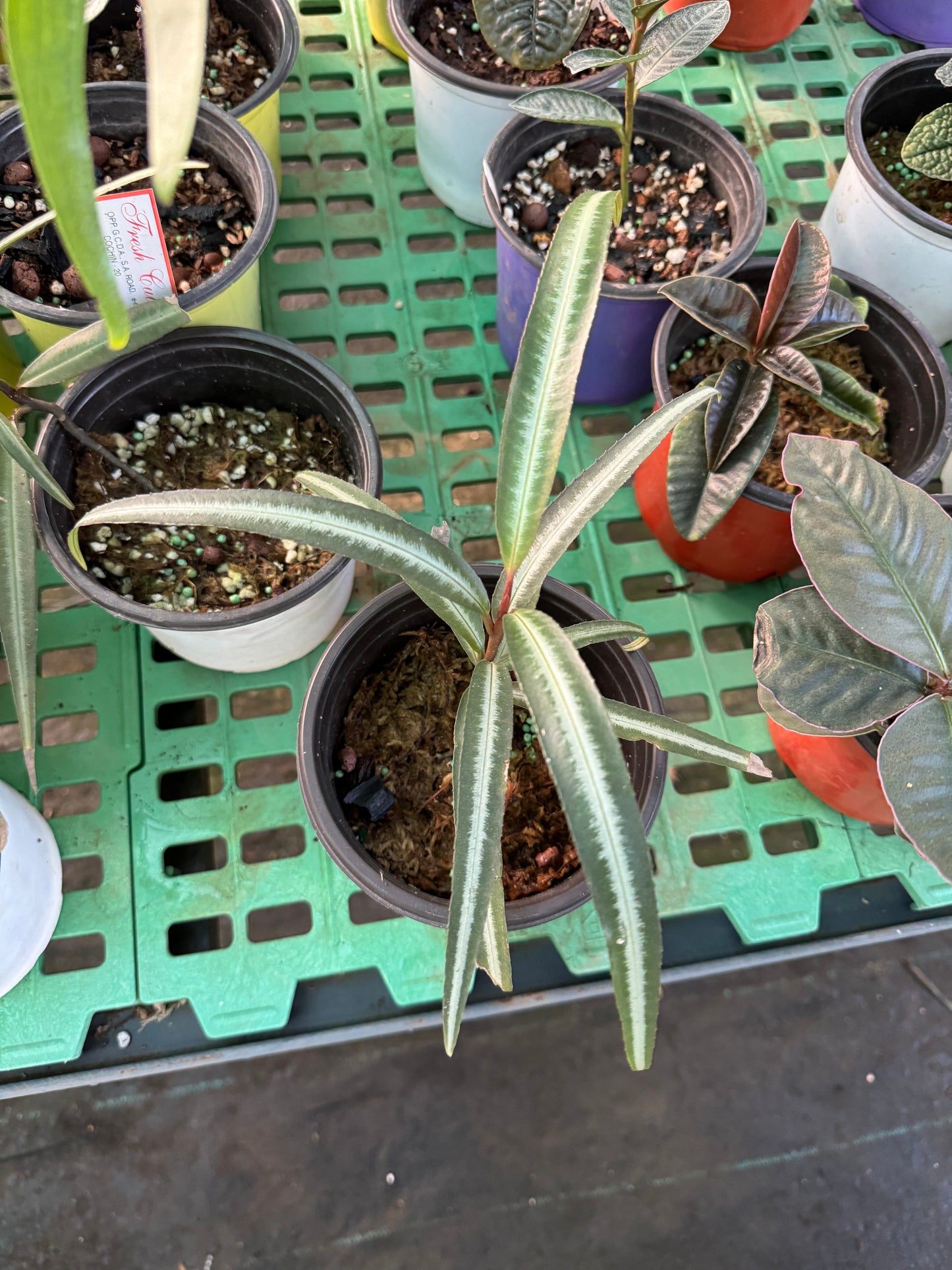 Labisia sp Papua T-2