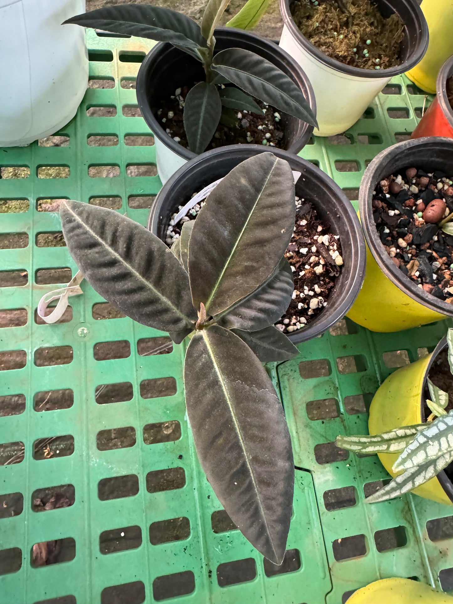 Labisia. Sp Brown metallic