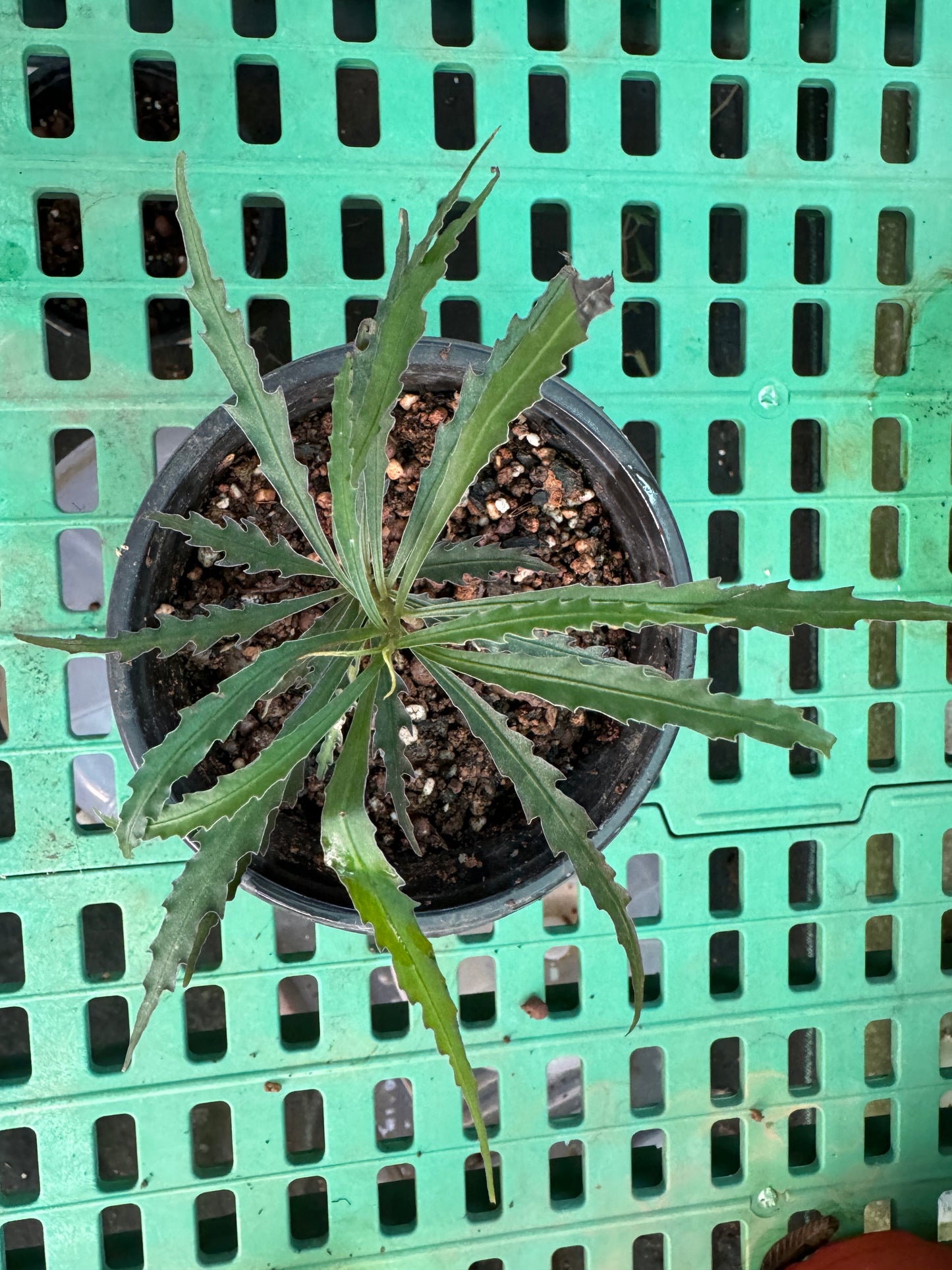 Labisia. Pinky