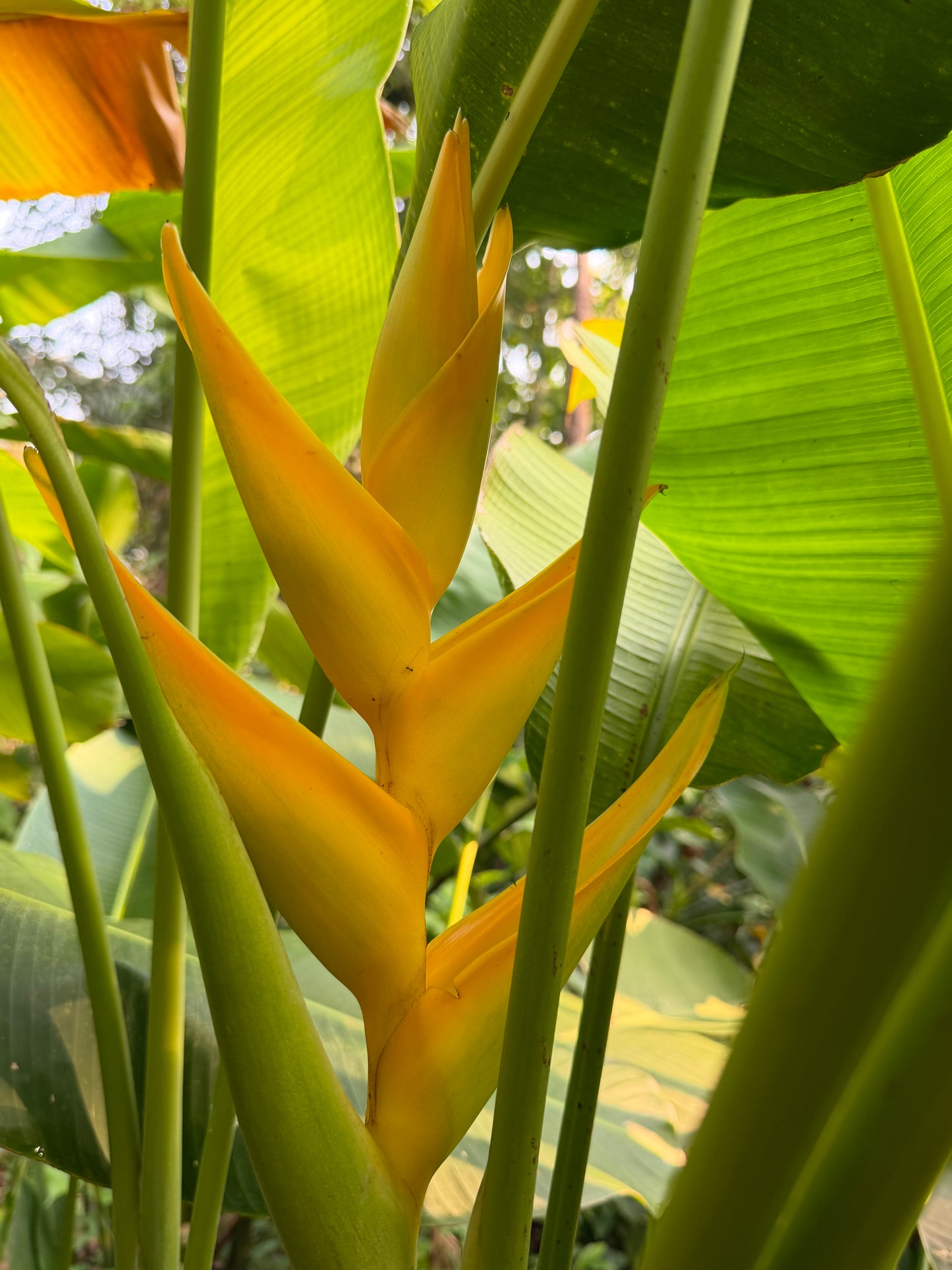 Heliconia Siberian Lemon