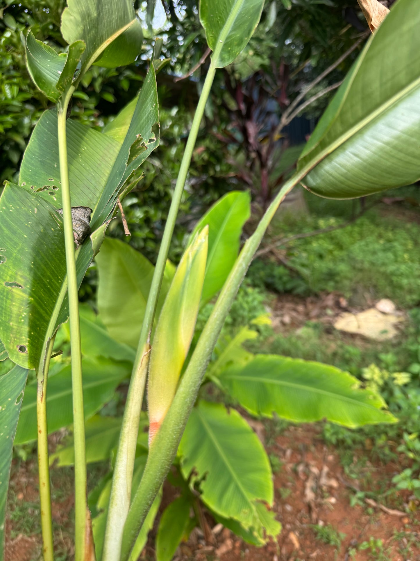 H. Rostrata yellow Peru