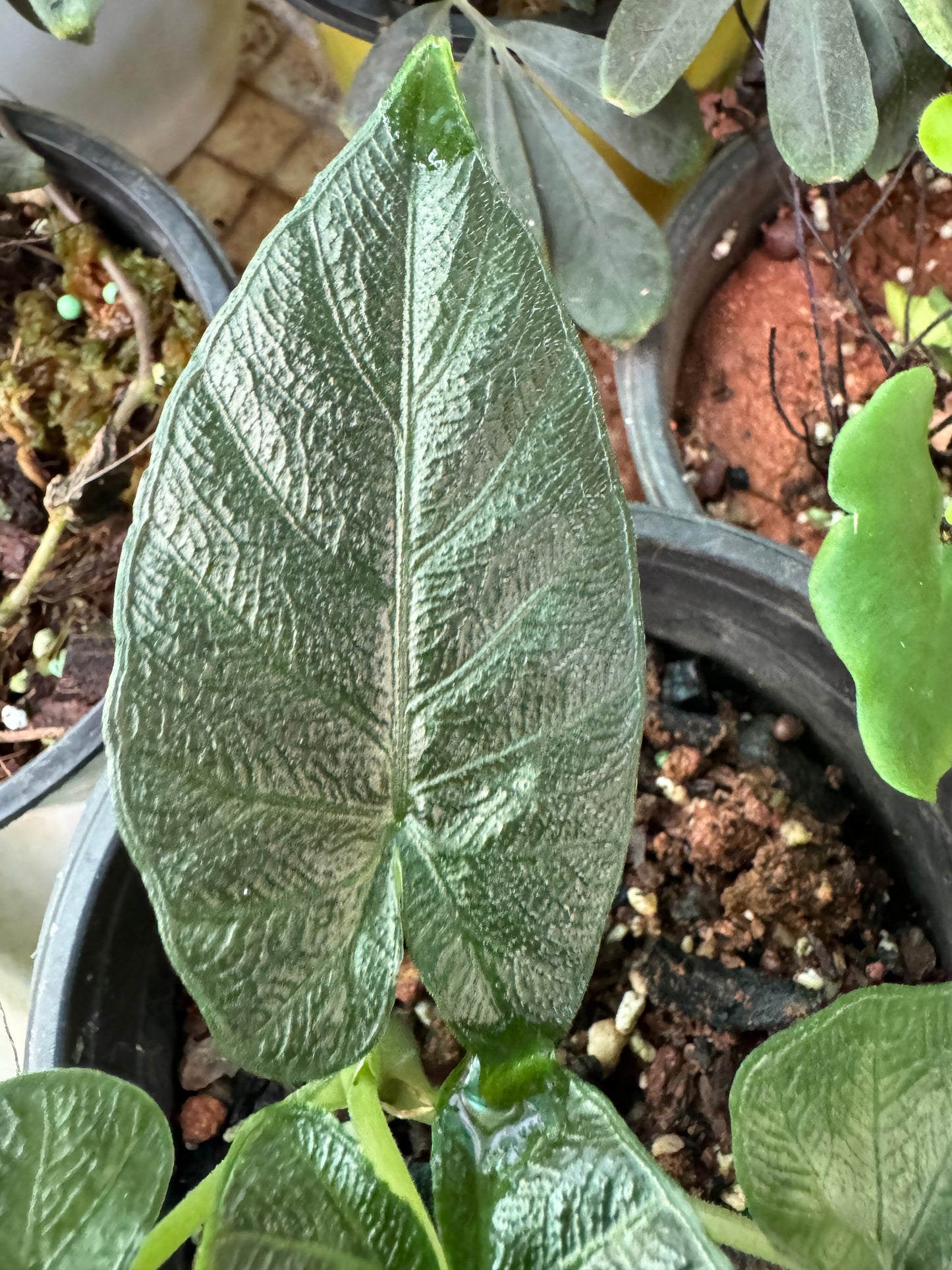 Alocasia Antaro velvet