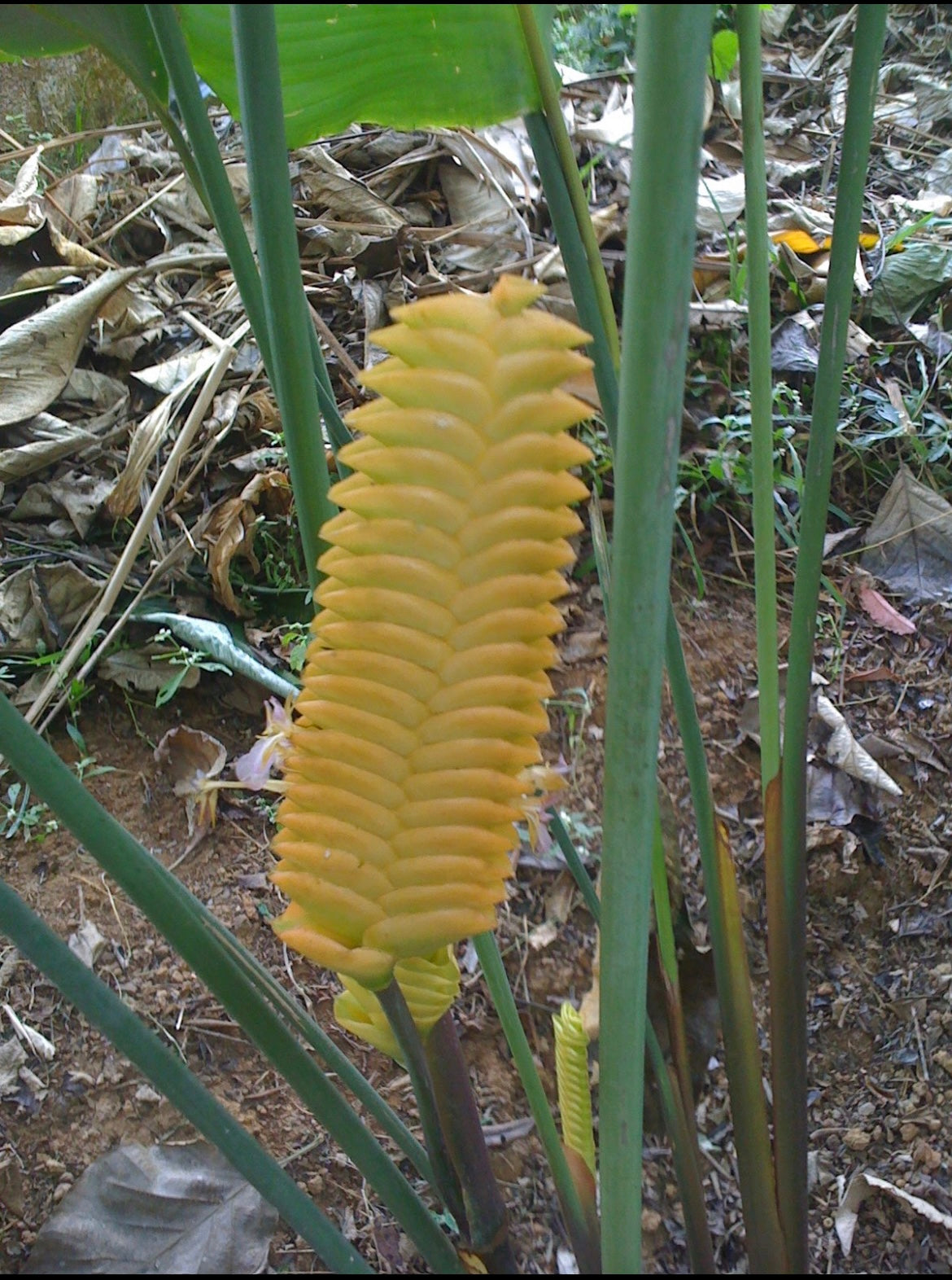 Calathea Crotalifera golden rattle