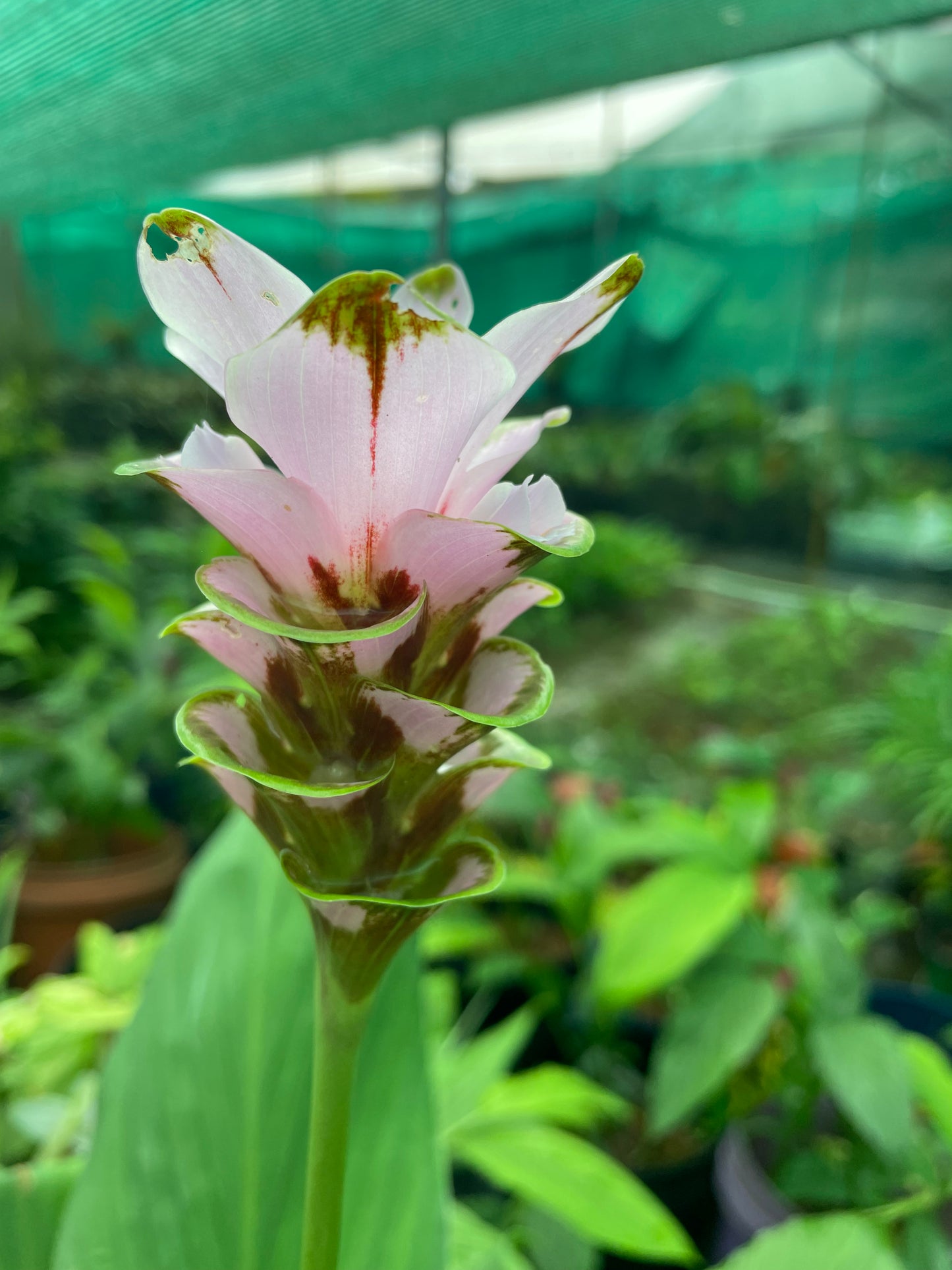 Curcuma Gracillima Pink