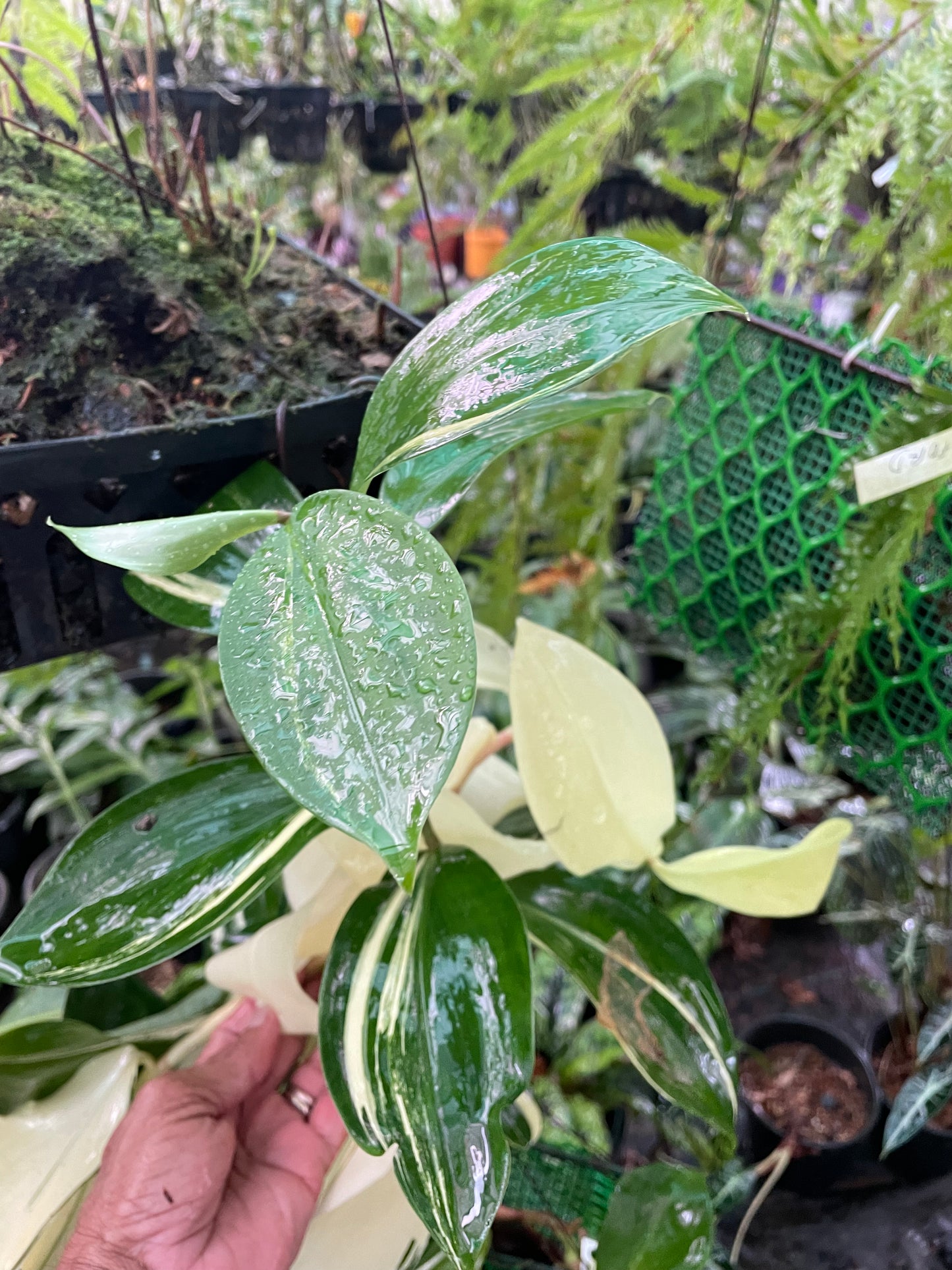 Costus speciosus varigated