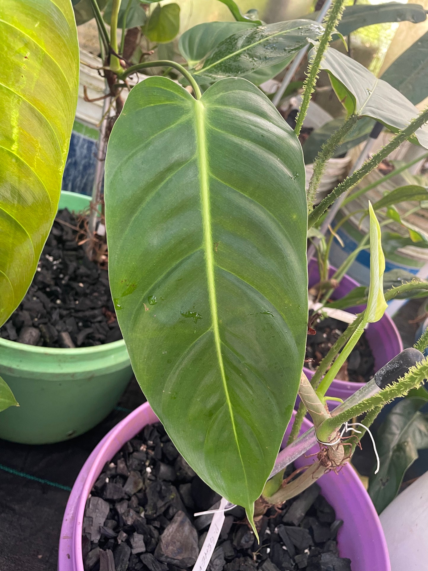 Philodendron Esmeraldense narrow.