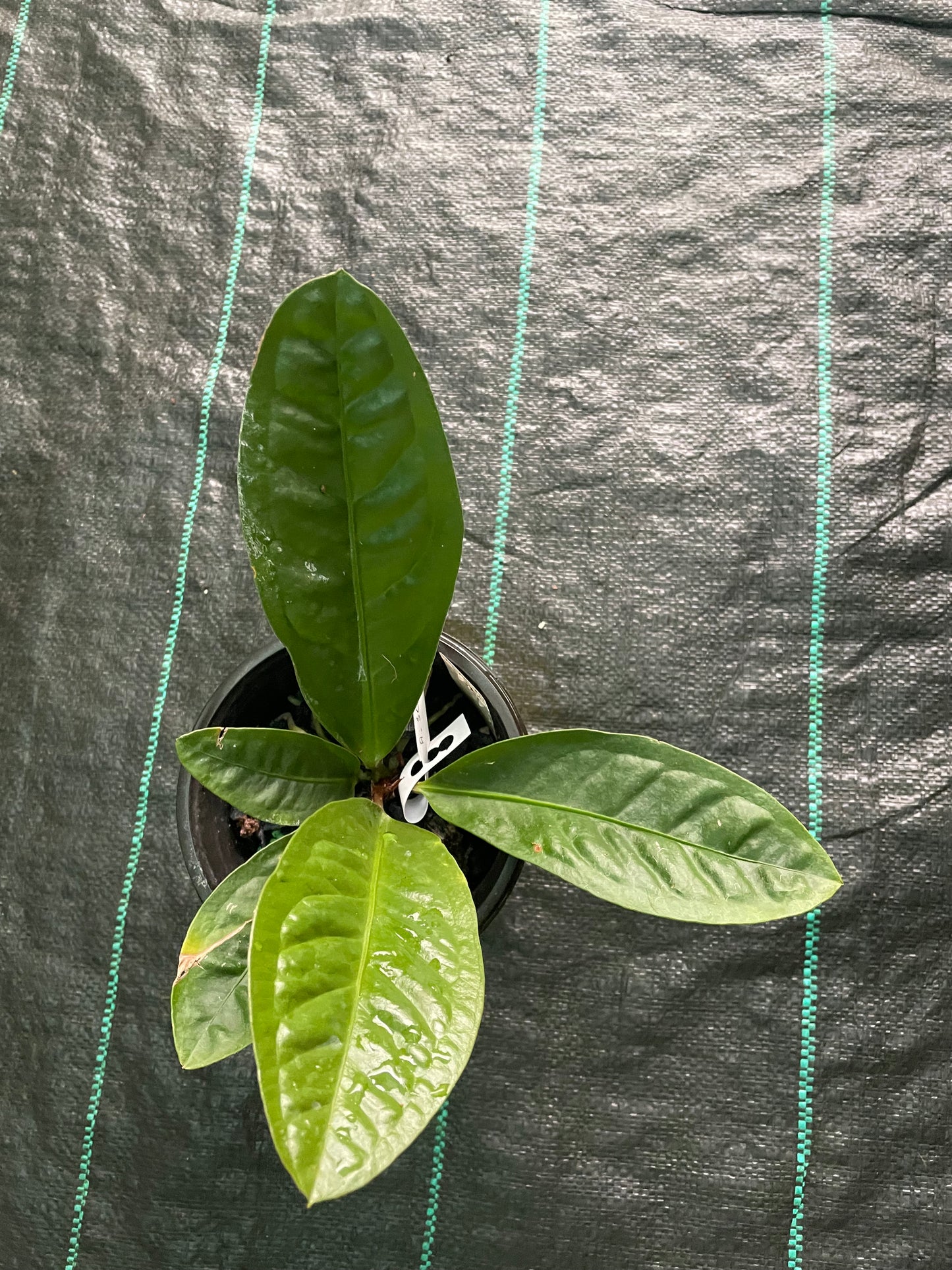 Anthurium Superbum