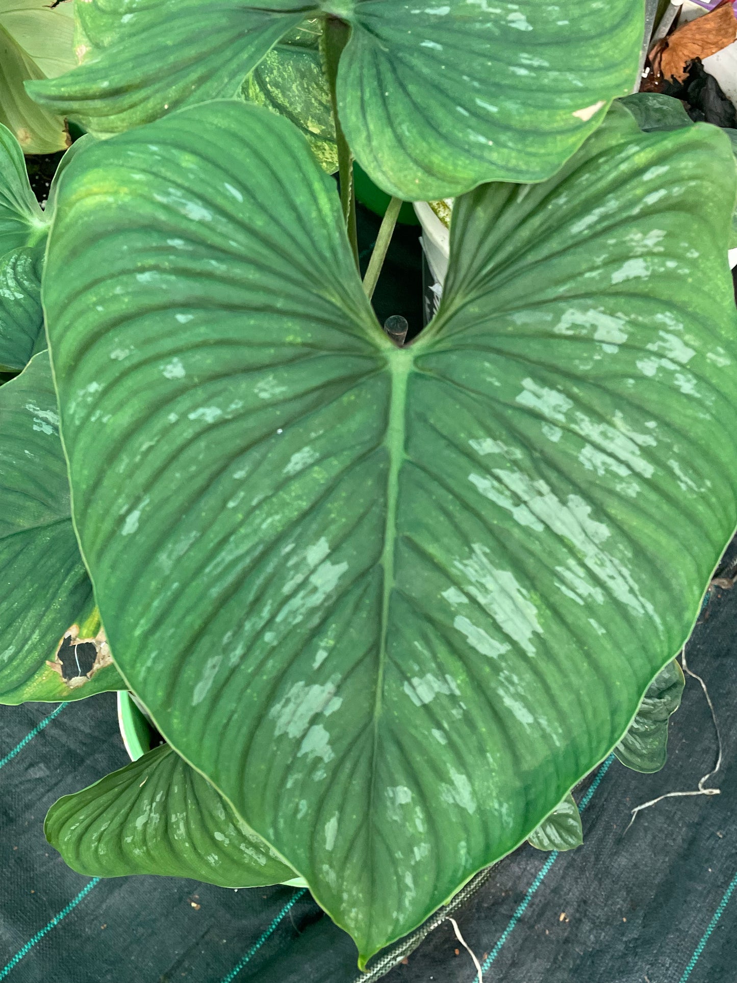 Philodendron Mamei.