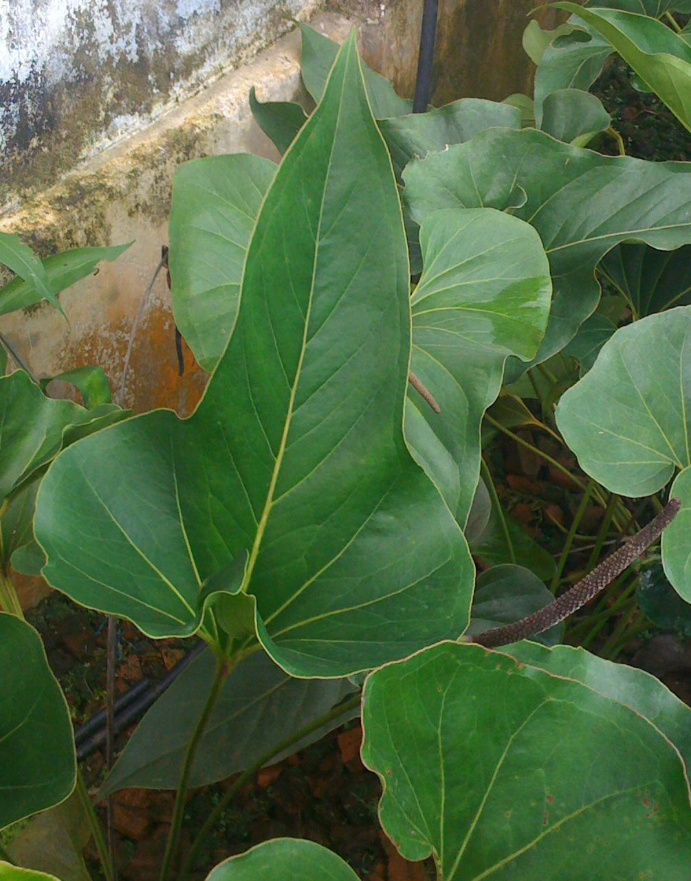 Anthurium Brownii