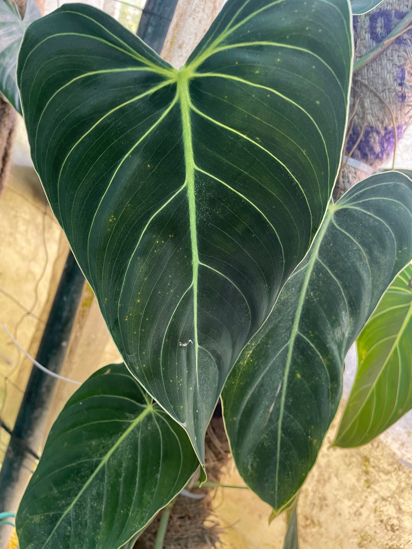 Philodendron Melanochrysum