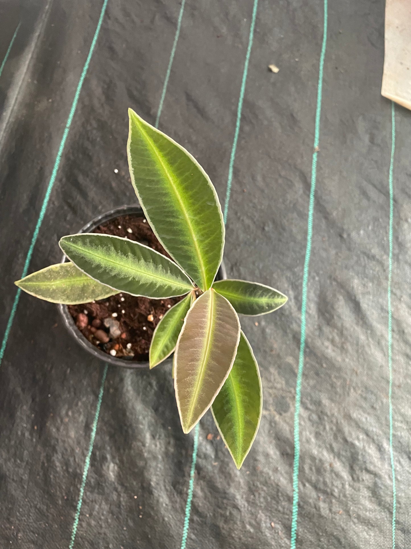 Labisia sp white line