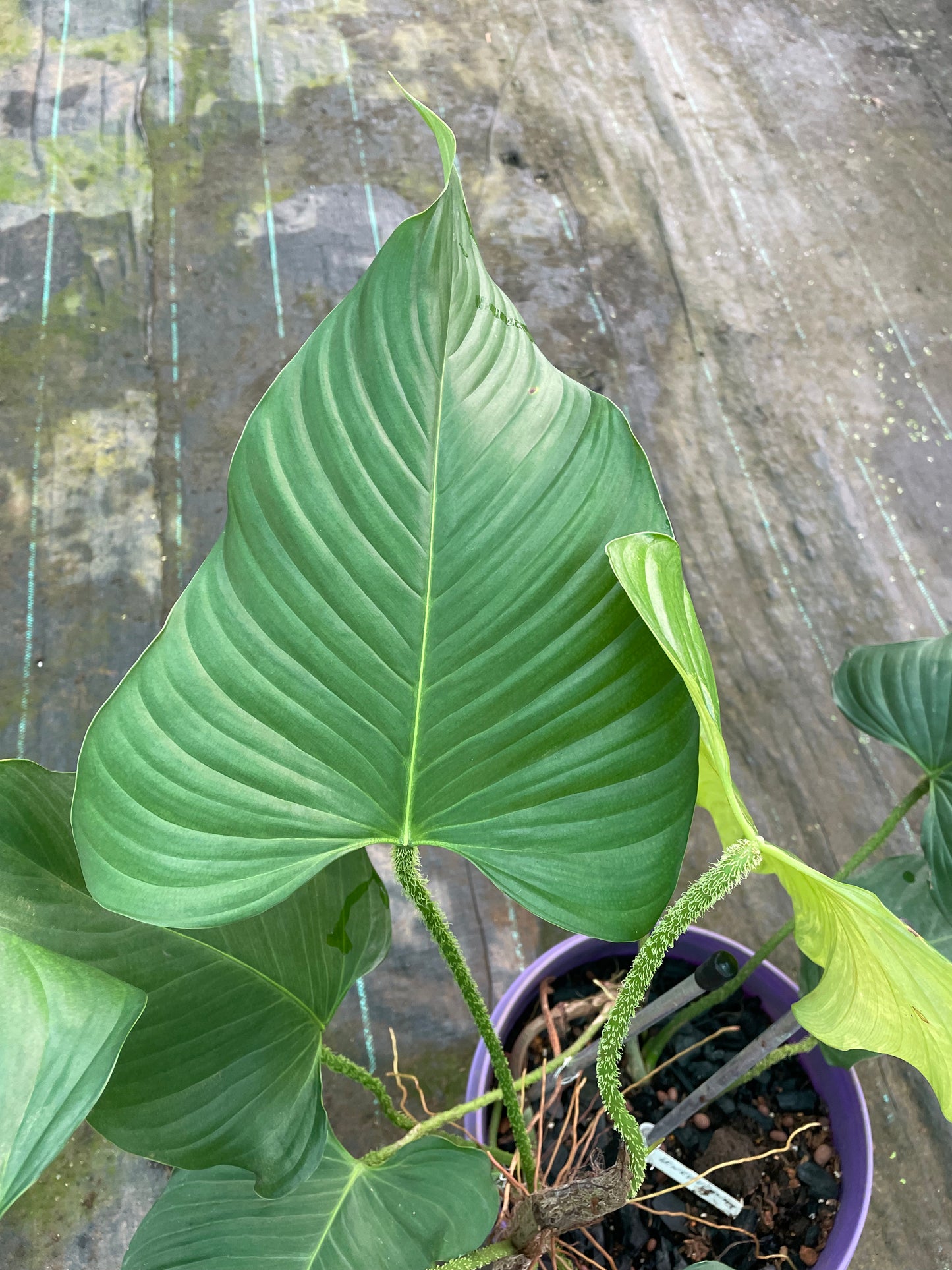 Philodendron Genevieveanum