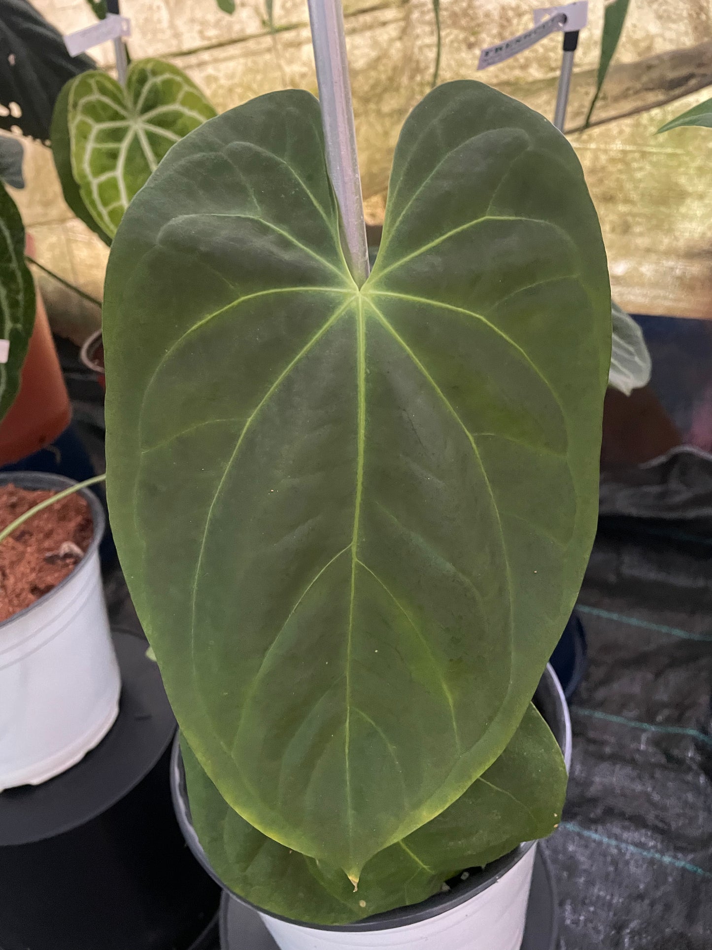 Anthurium Fortherman