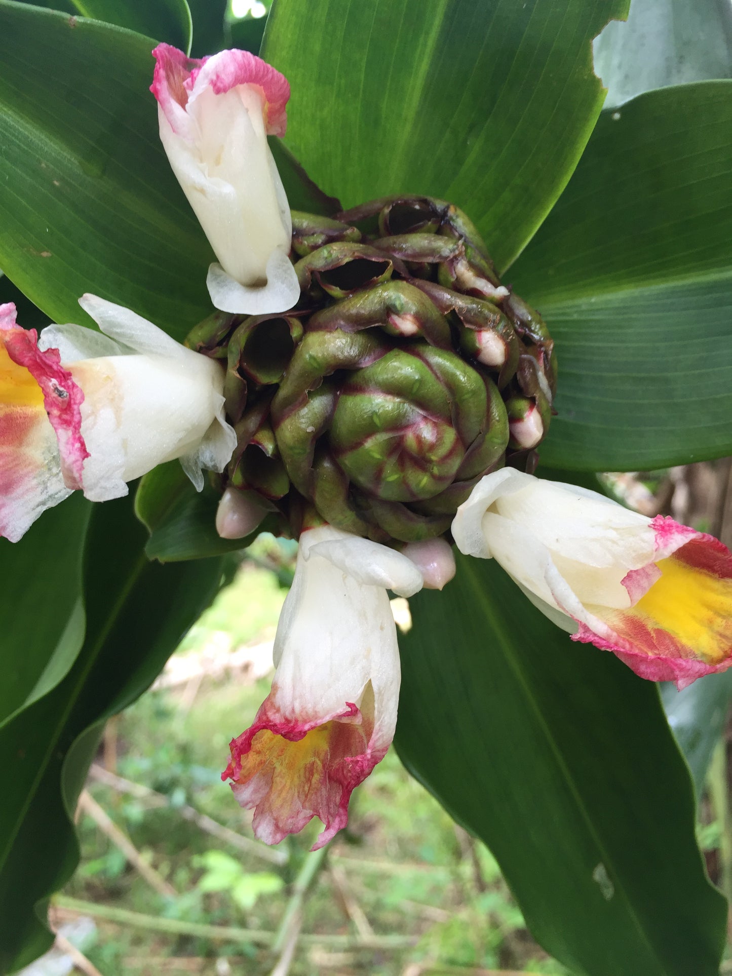 Costus Afer Choclate Kiss
