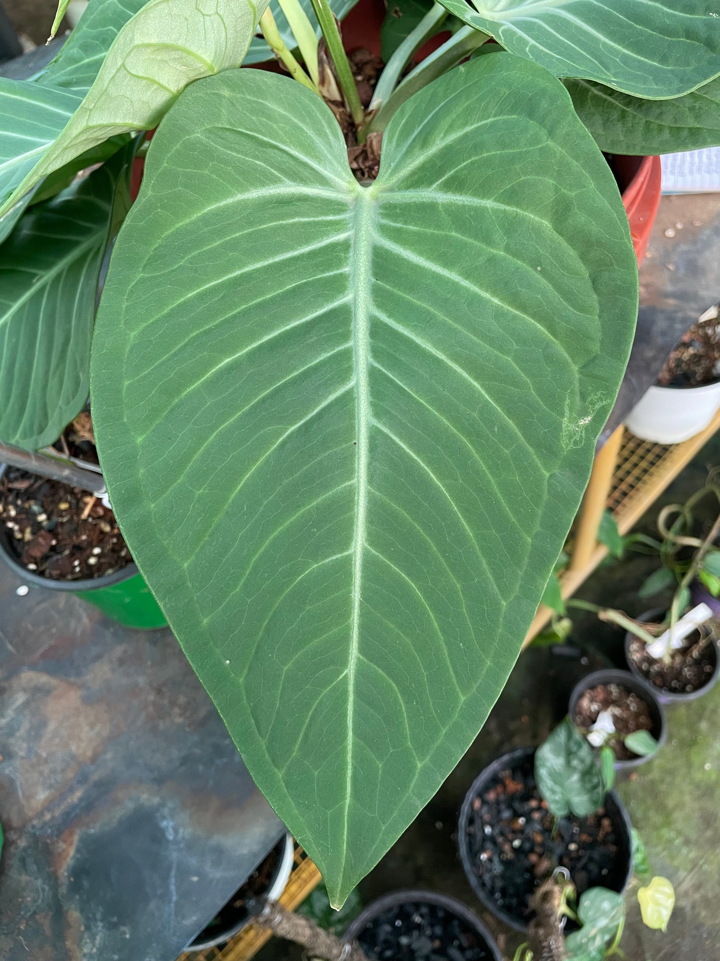 Anthurium Villinaorum. X Pulchachens