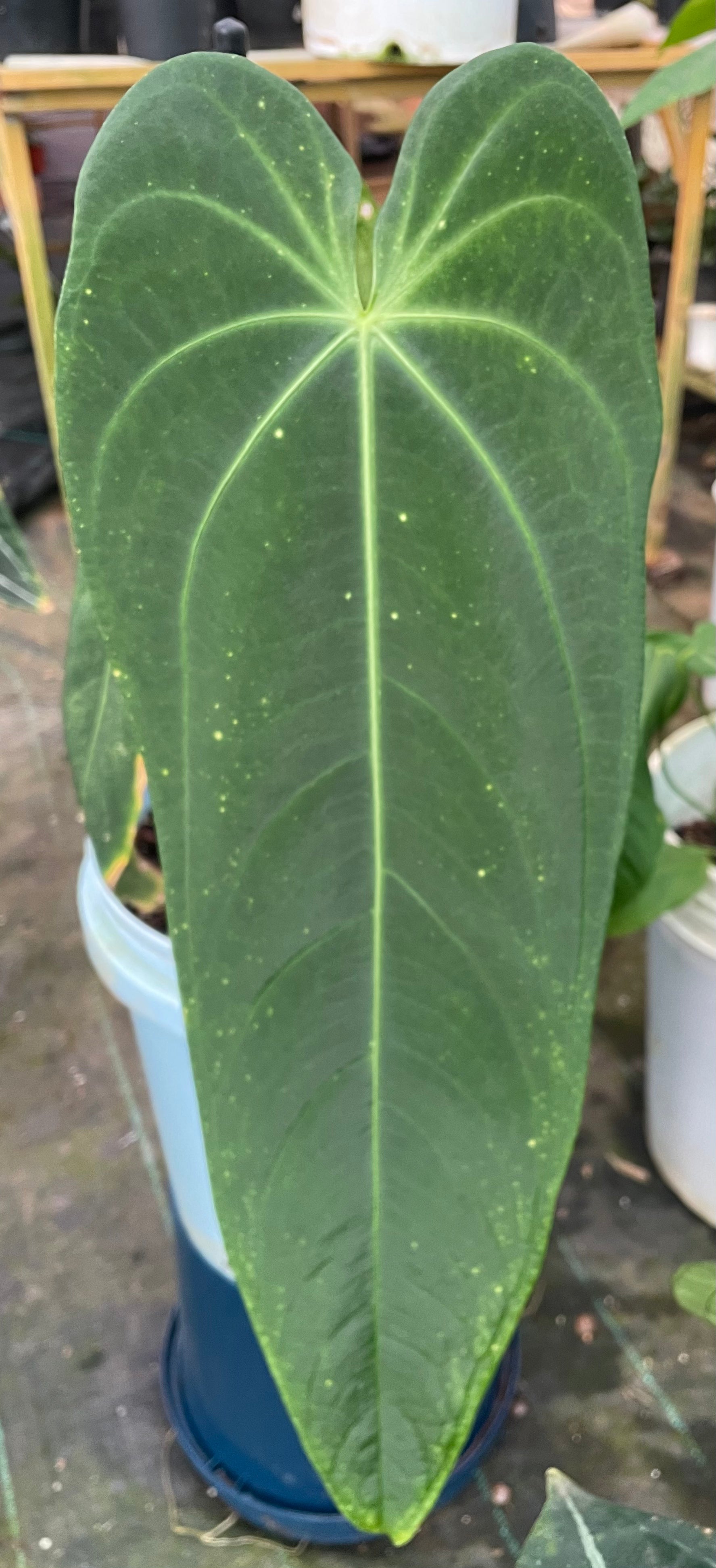 Anthurium Cirinoi Velvet – southerntropical