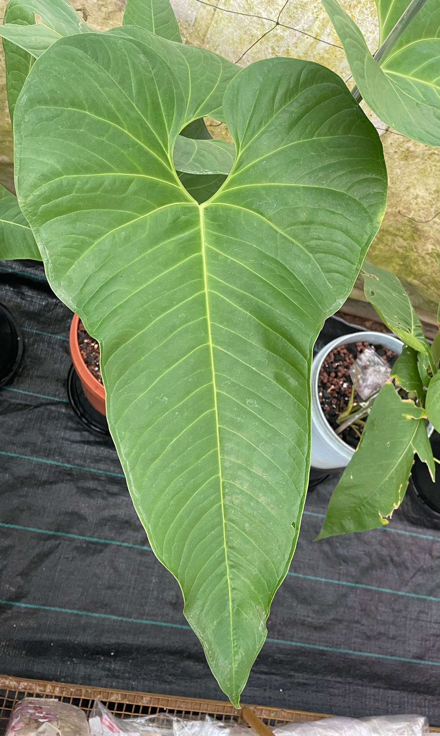 Anthurium Effusilobum