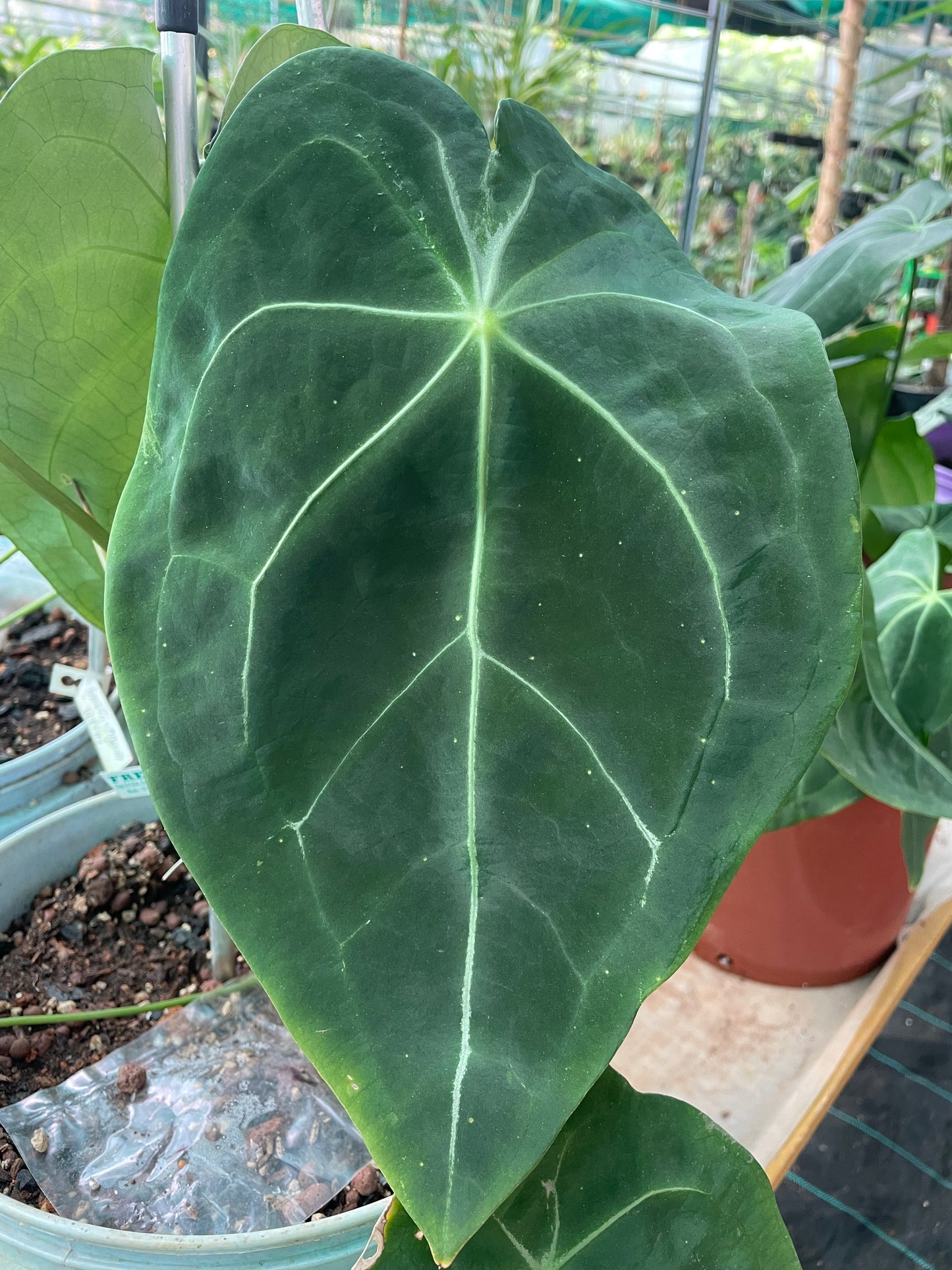 Anthurium Sp Velvet Tropicals