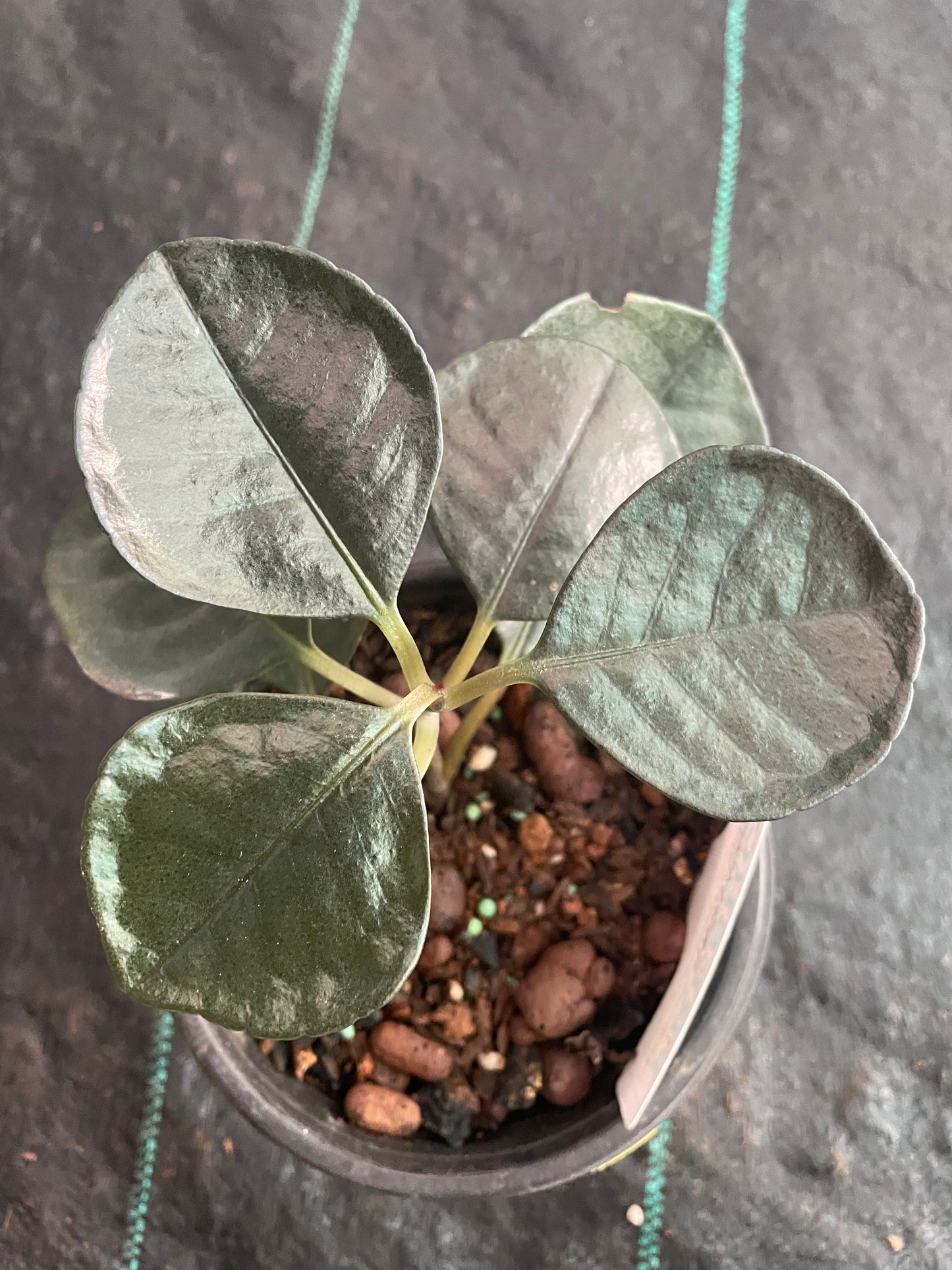 Ardisia Round leaf