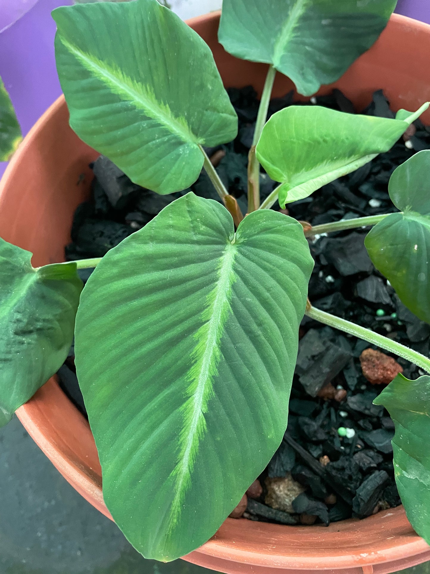 Adelonema Pallidinervium