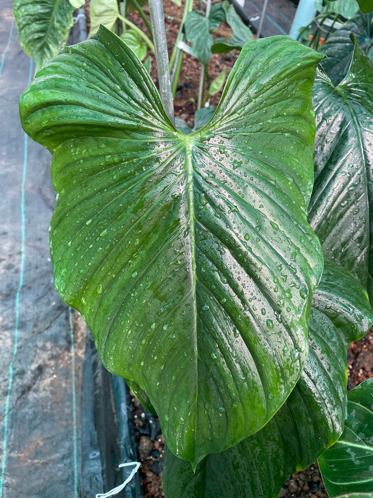 Philodendron Rubrocinctum platinum.