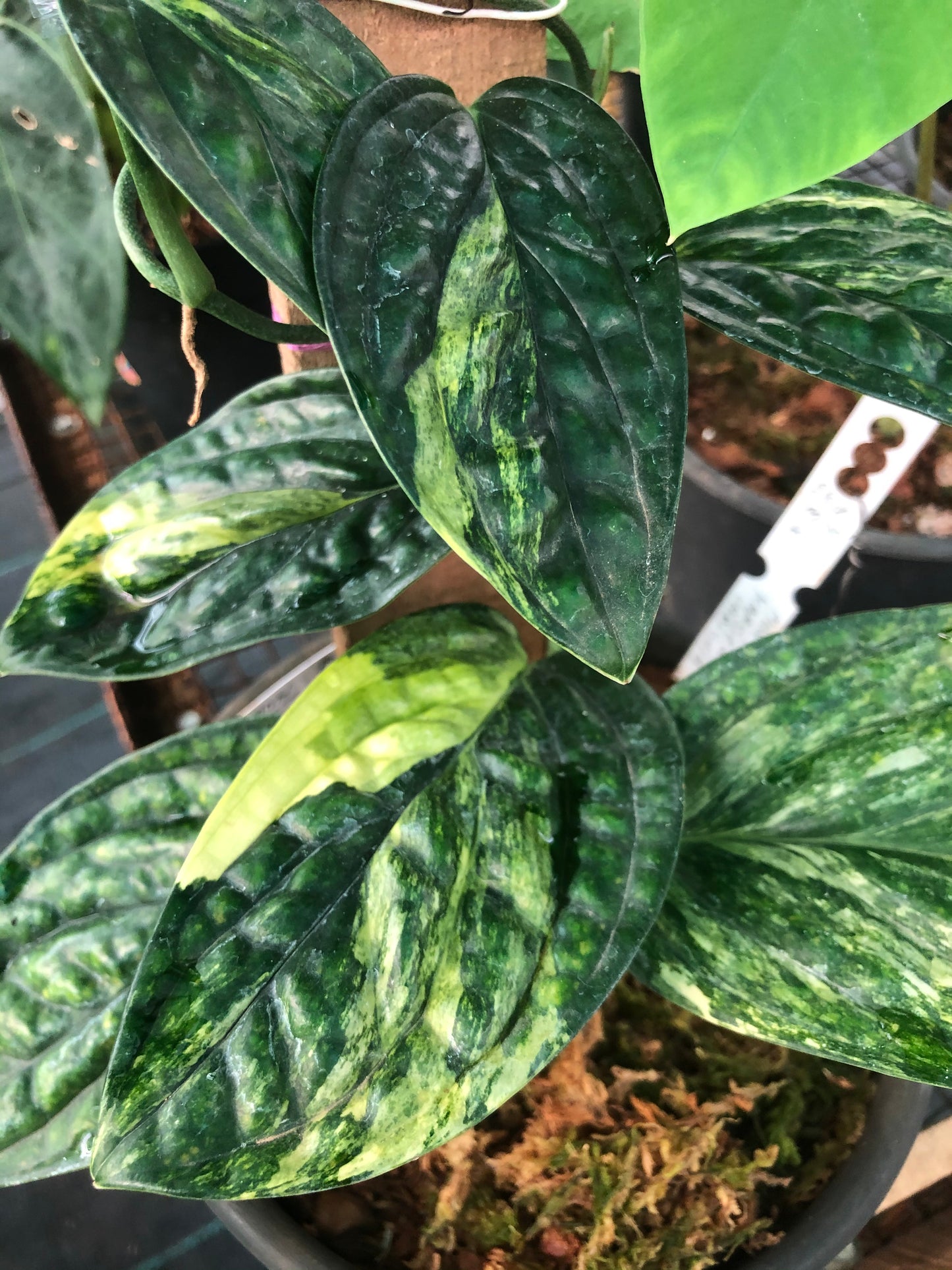 Monstera Karstenianum Peru varigated