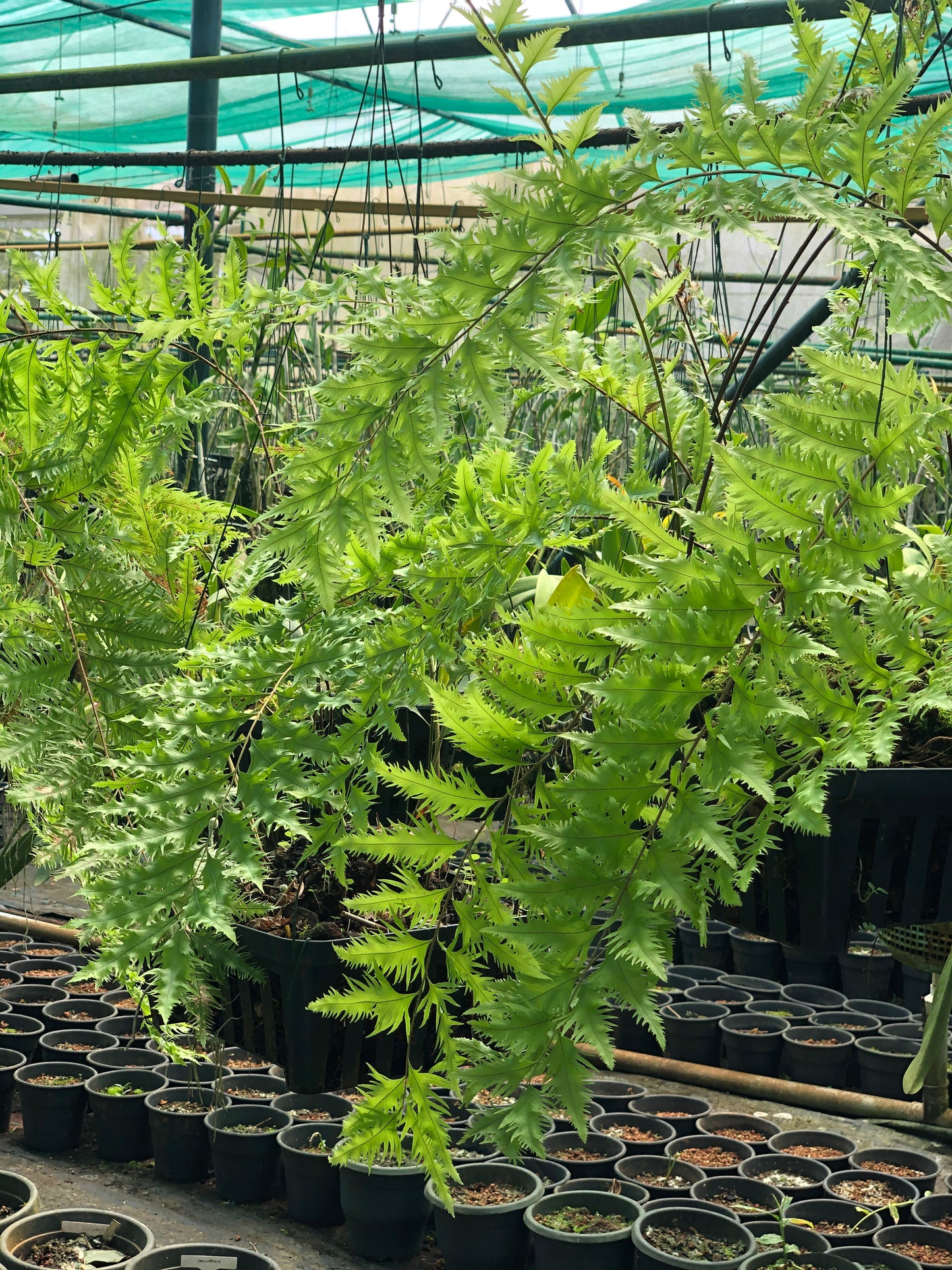 Fern Dryneria Rigidula whitii