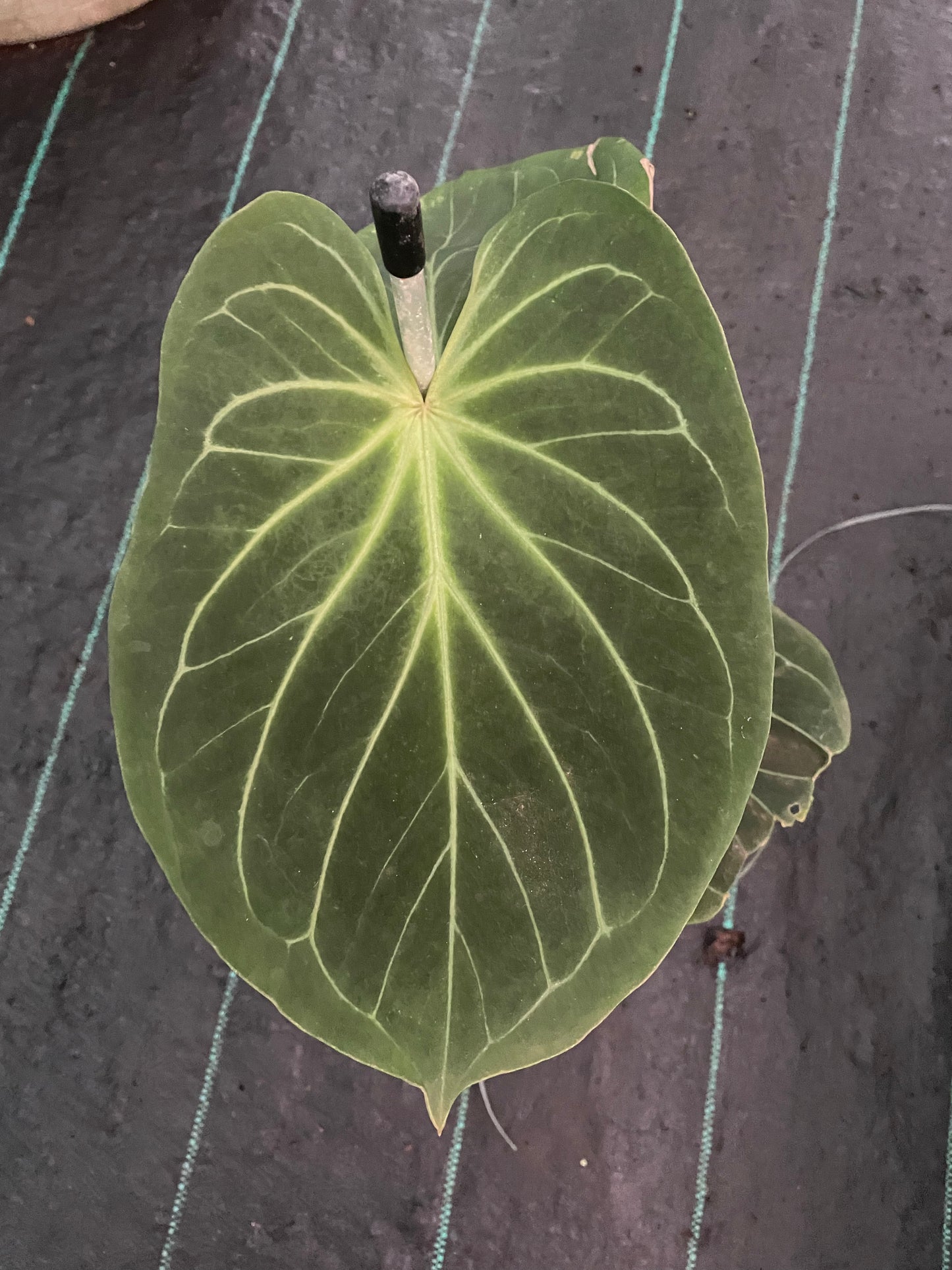 Anthurium King of spades
