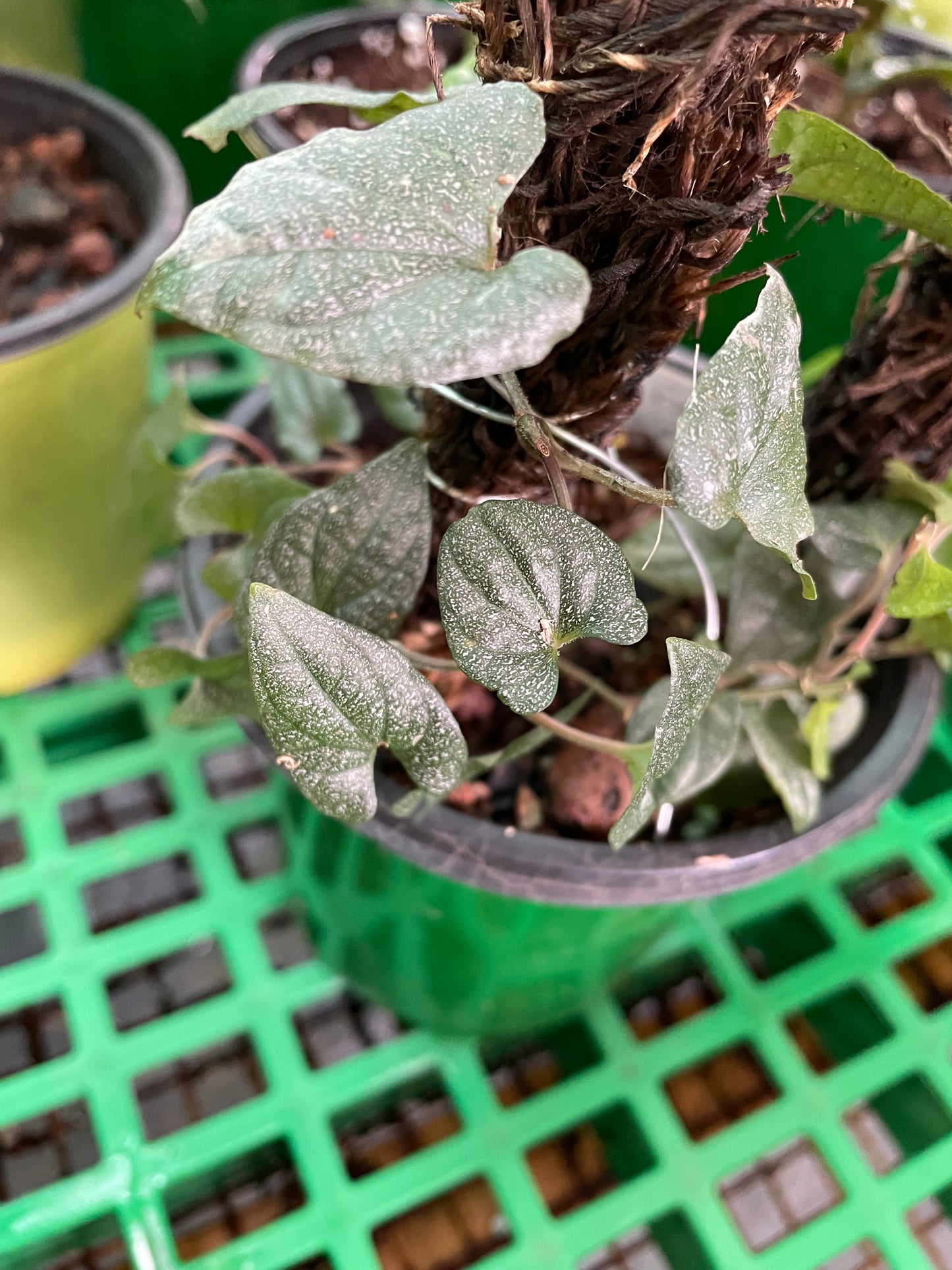 Piper Sp. Pappa new gunea