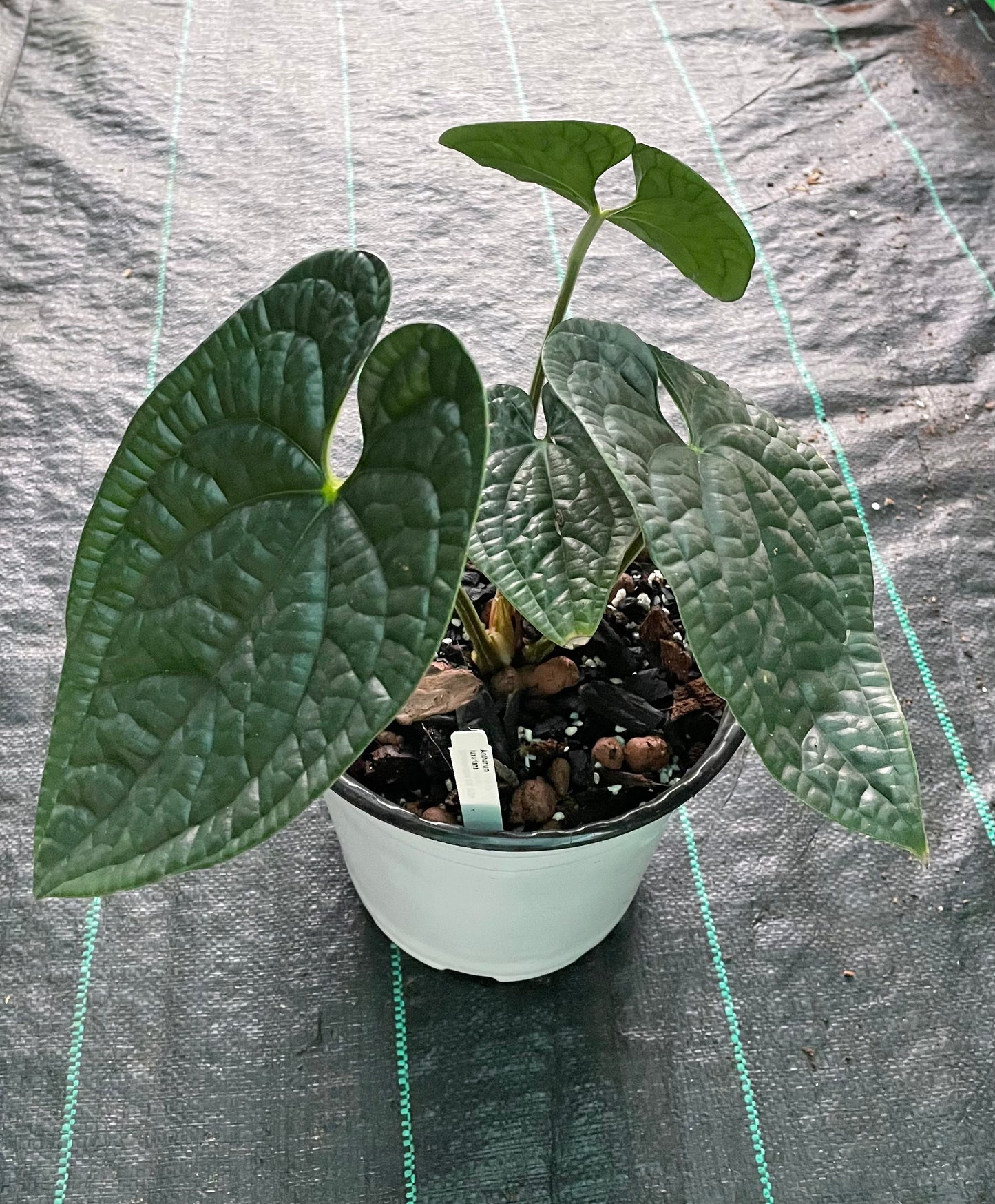 Anthurium Luxurians.
