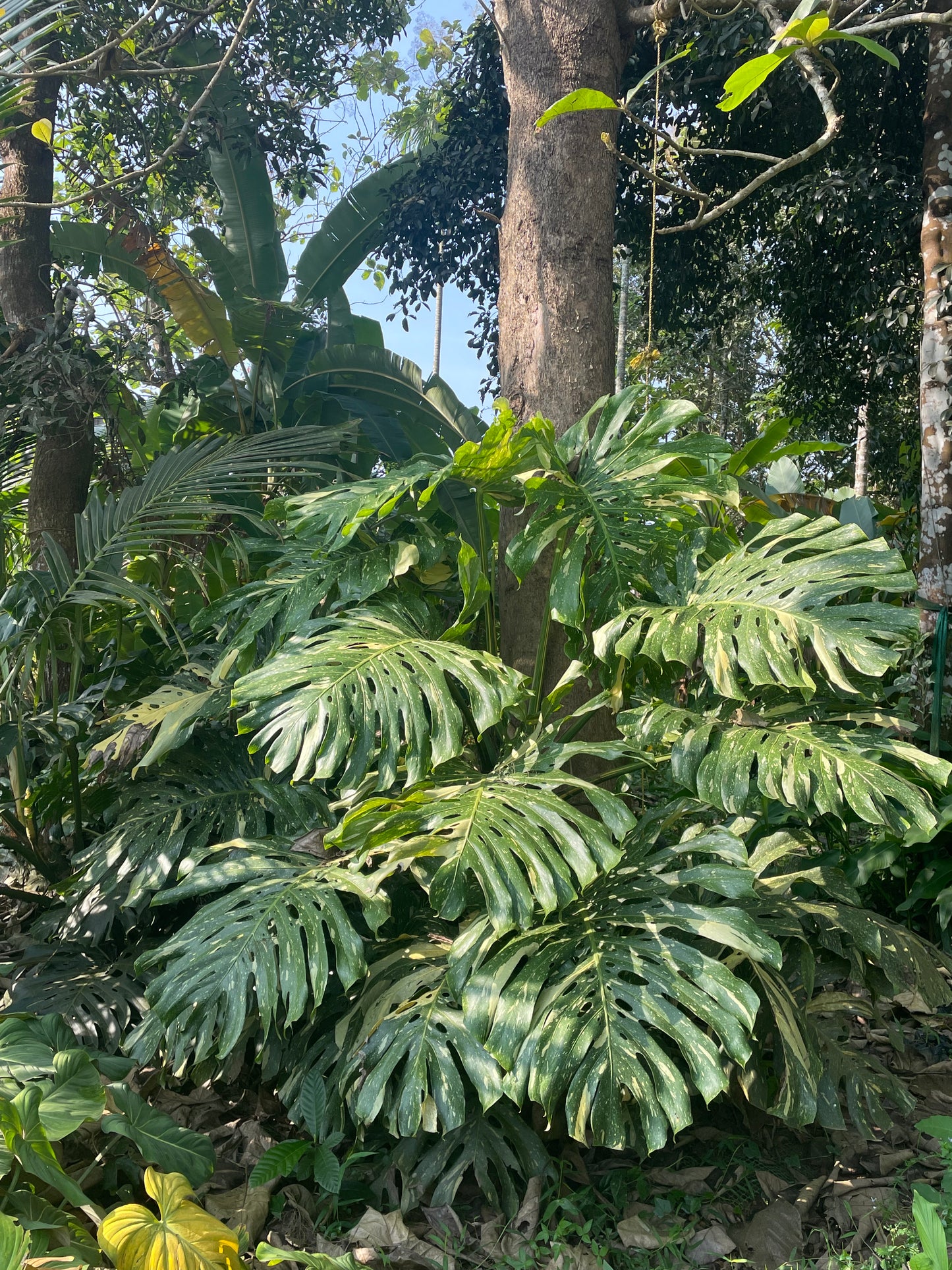 Monstera Thai constellation