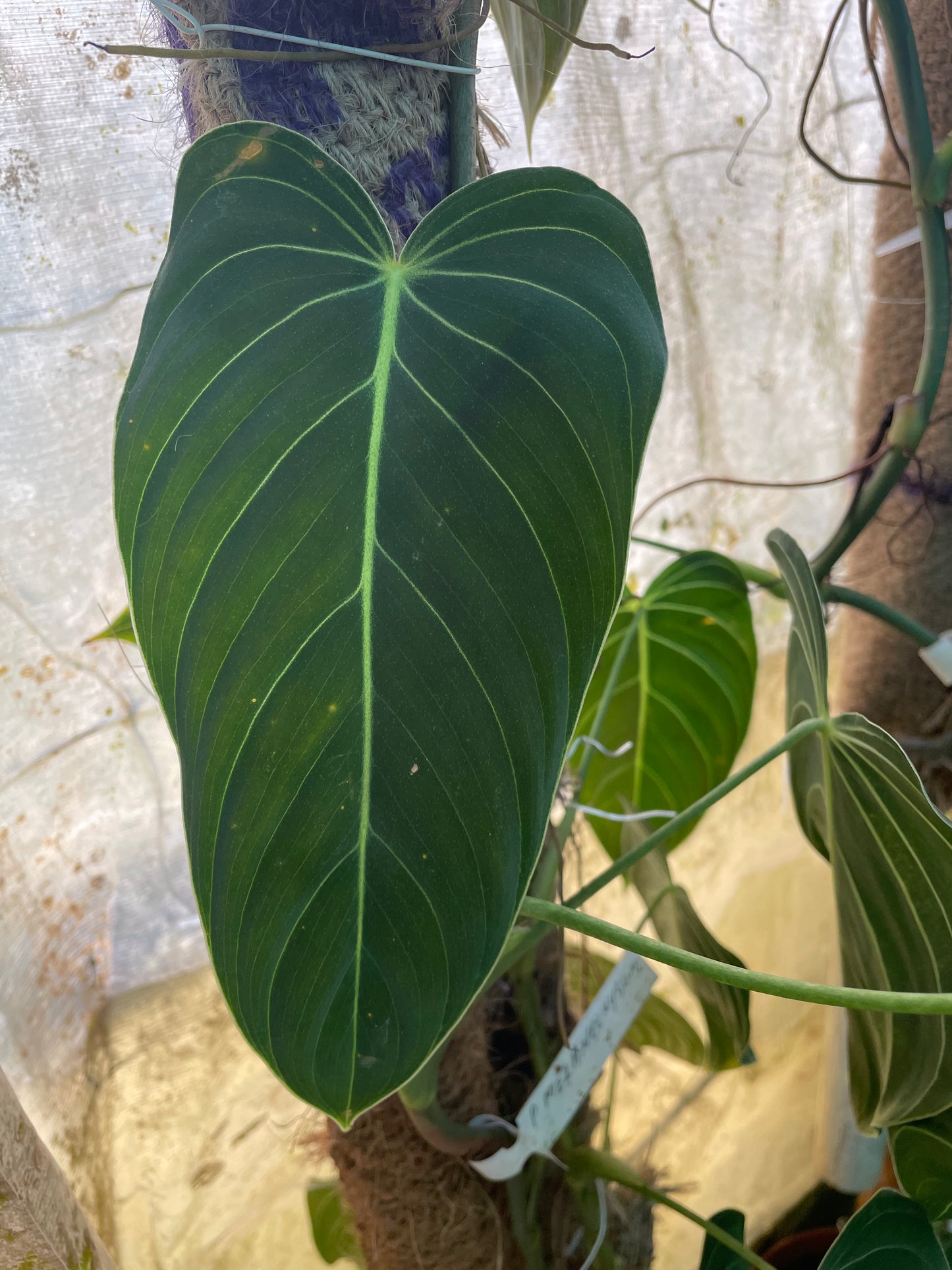 Philodendron Melanochrysum
