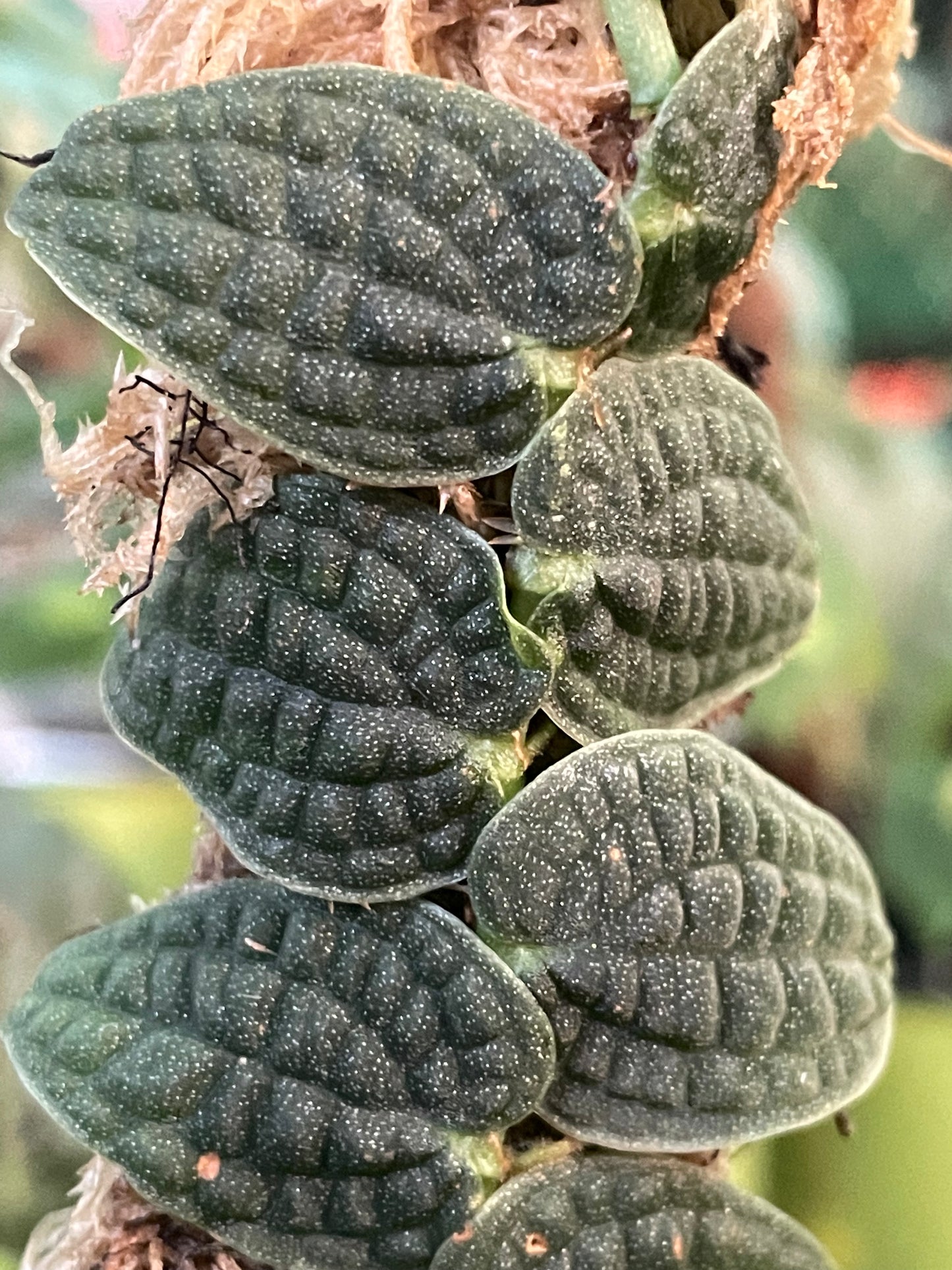 Piper Sp. Clipiatum