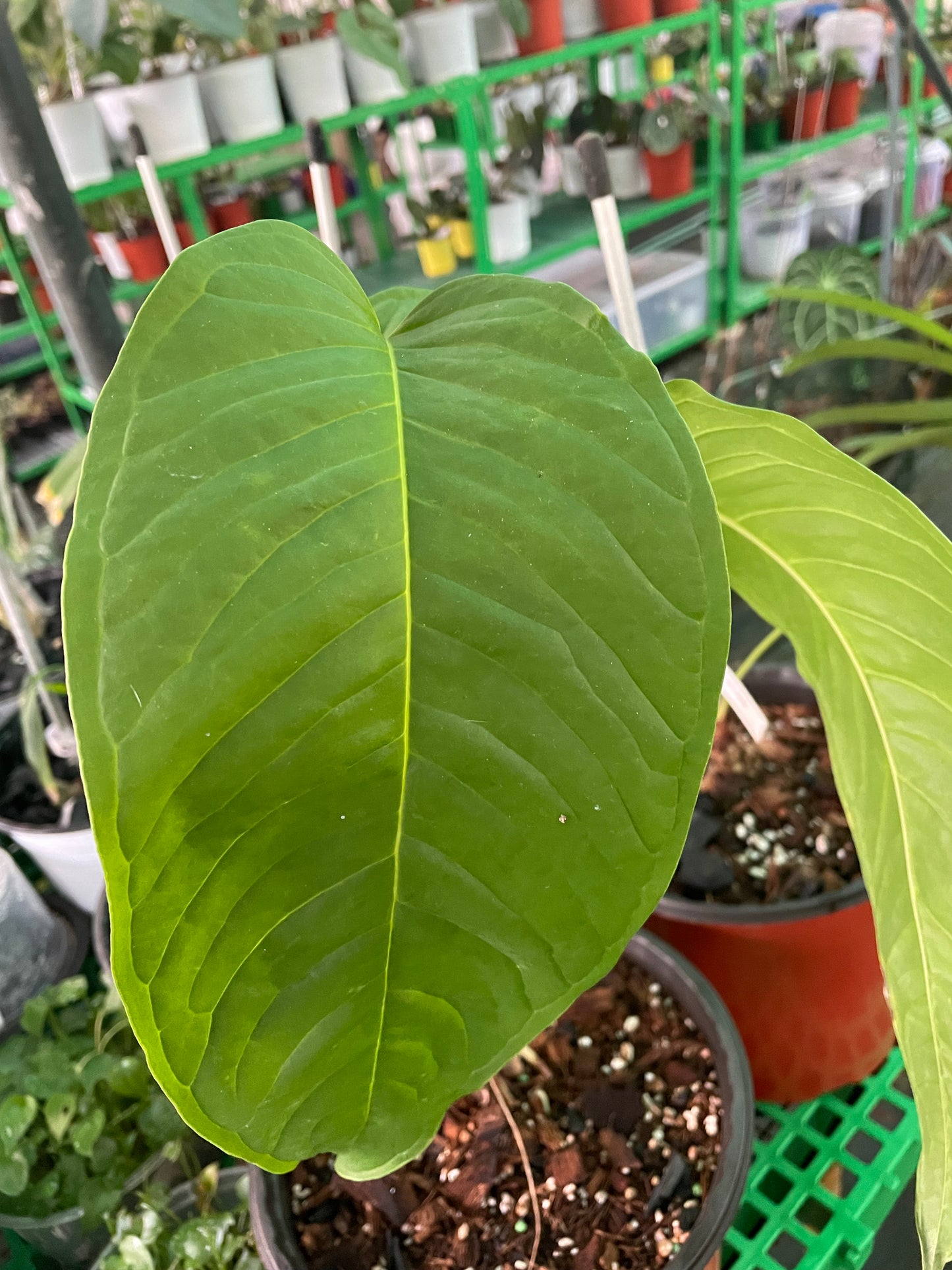 Anthurium Cuspidatum