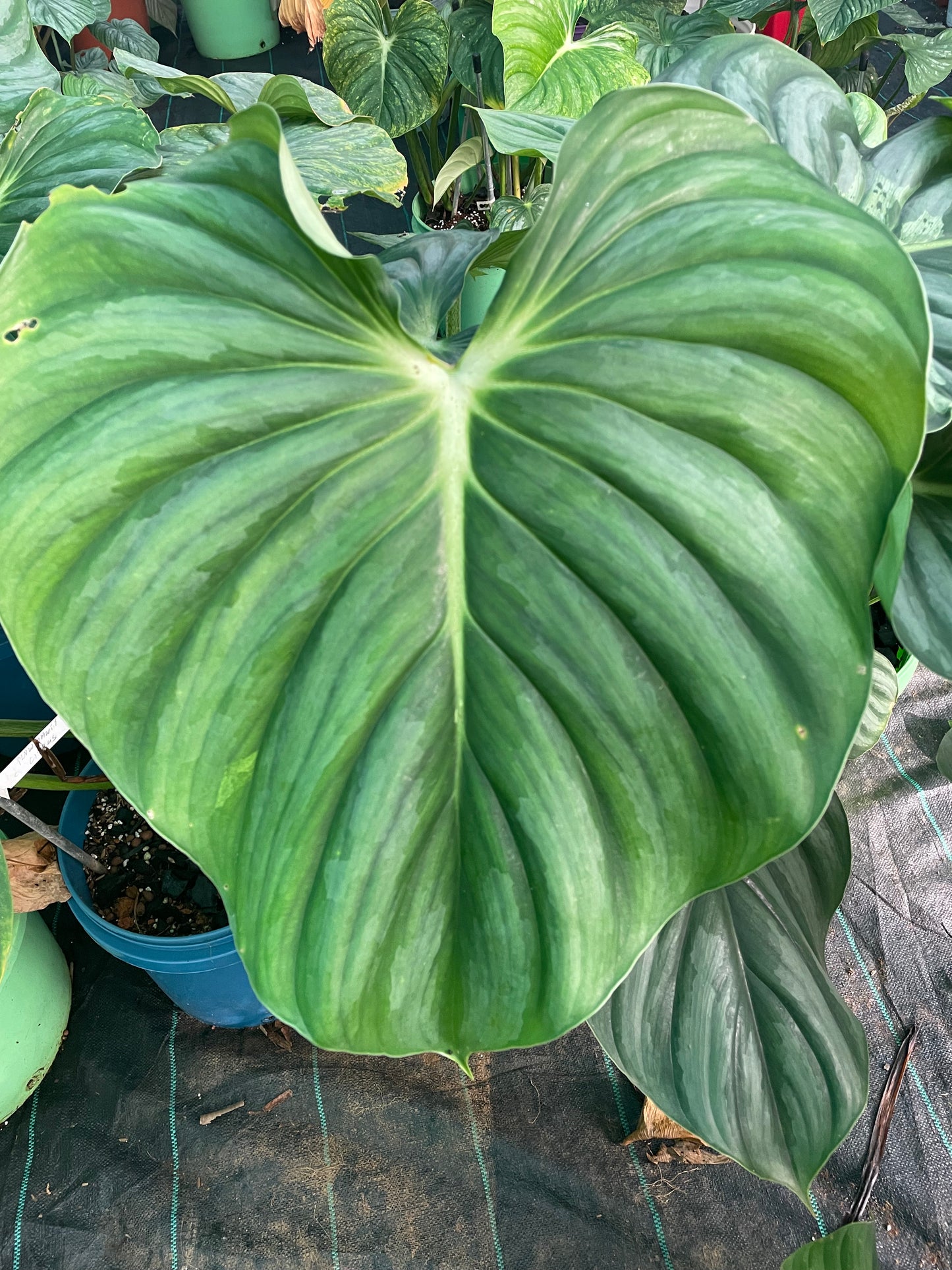 Philodendron Plowmanii citrus. L. 50