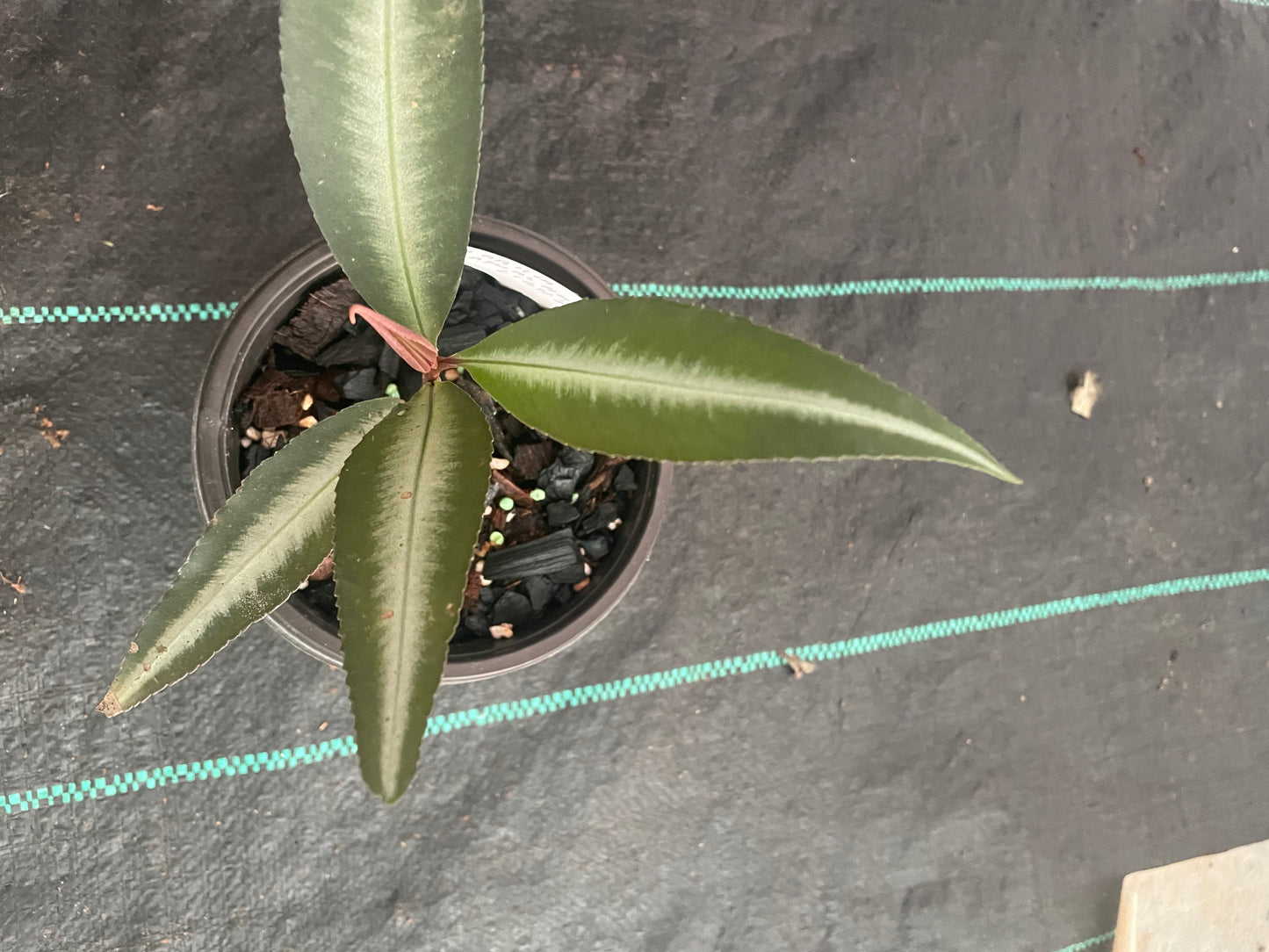 Labisia Sp. Kapuas hulu Barat