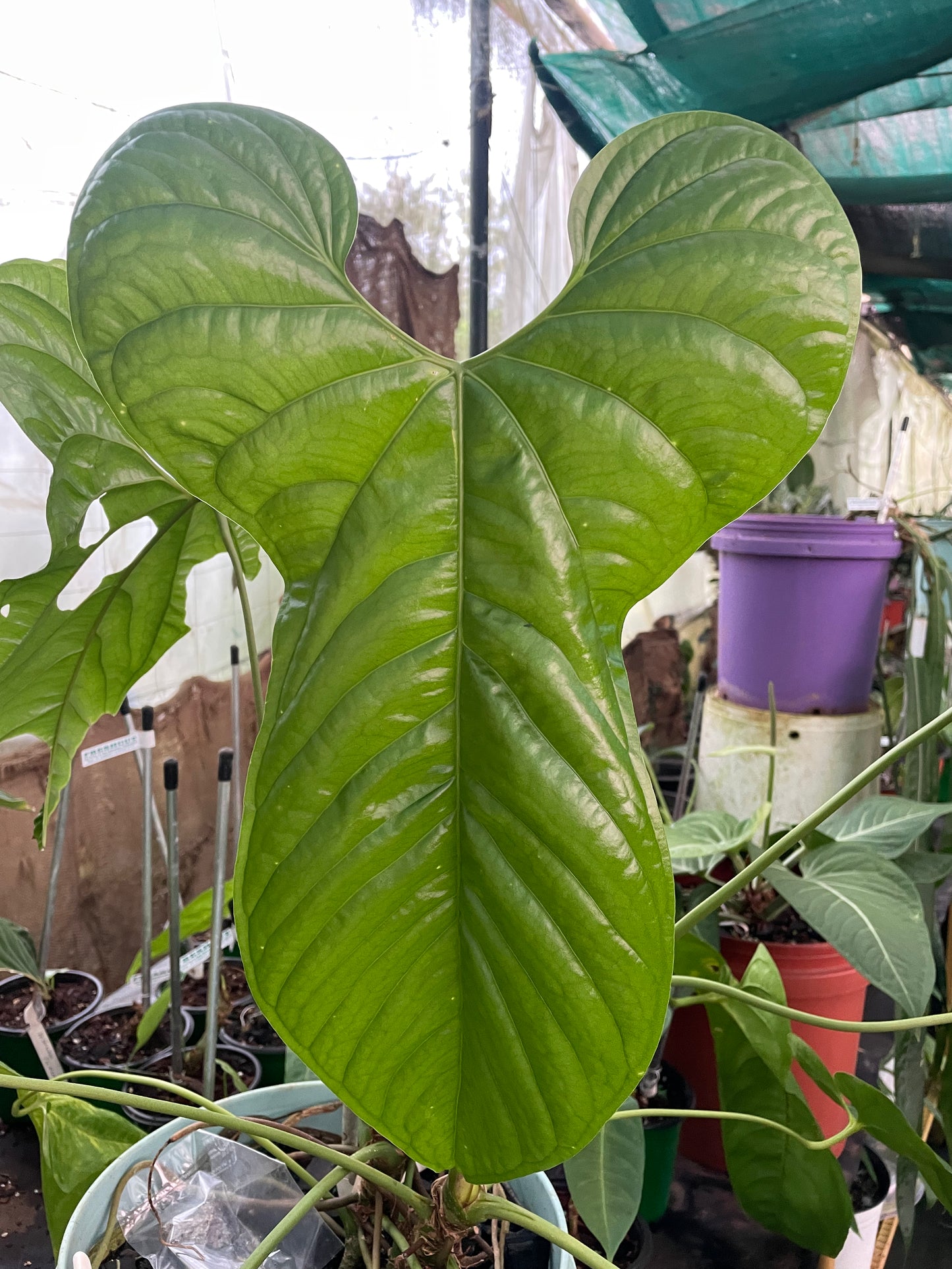 Anthurium Bullatus/Pandurilaminum