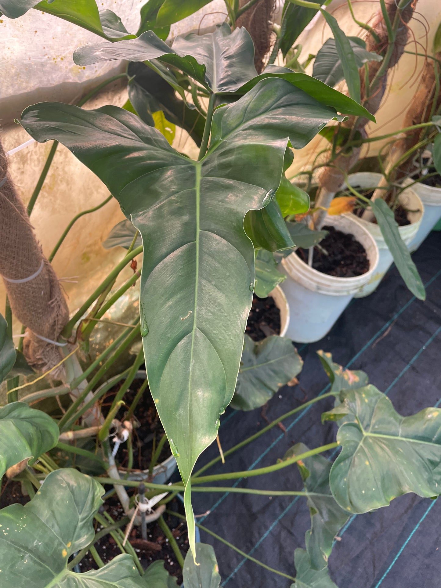 Philodendron Erubescens ecuagenera