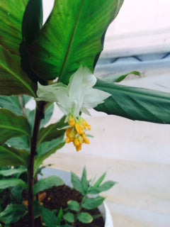 Globba Shakiampeng white