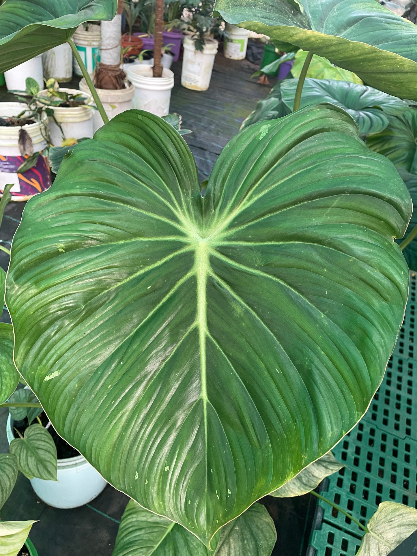 Philodendron Pastazanum.