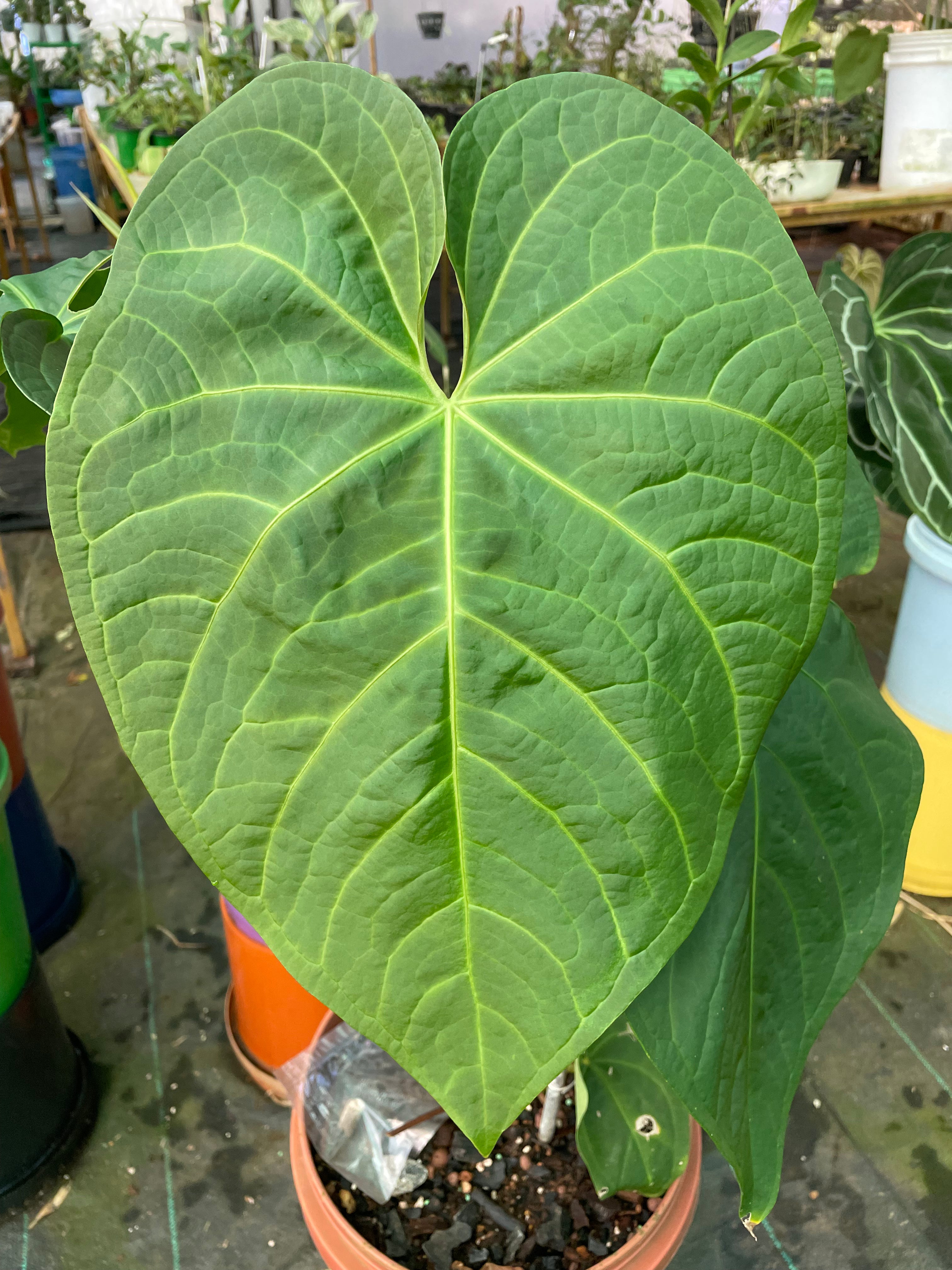 anthurium rubrinervium Anthurium Rubrinervium – southerntropical