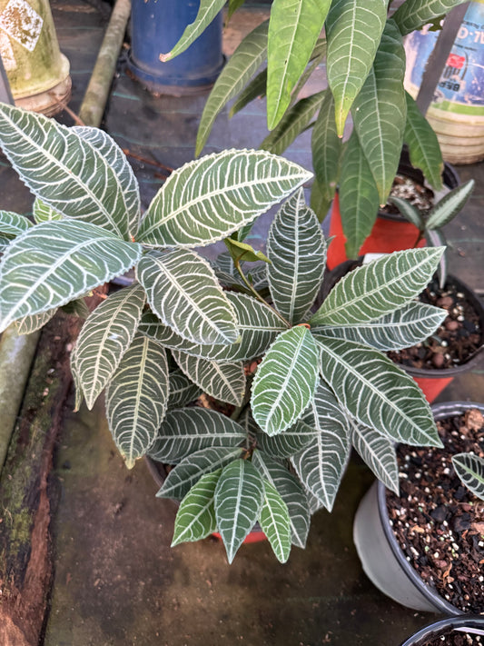 Labisia Ex Sp Thailand