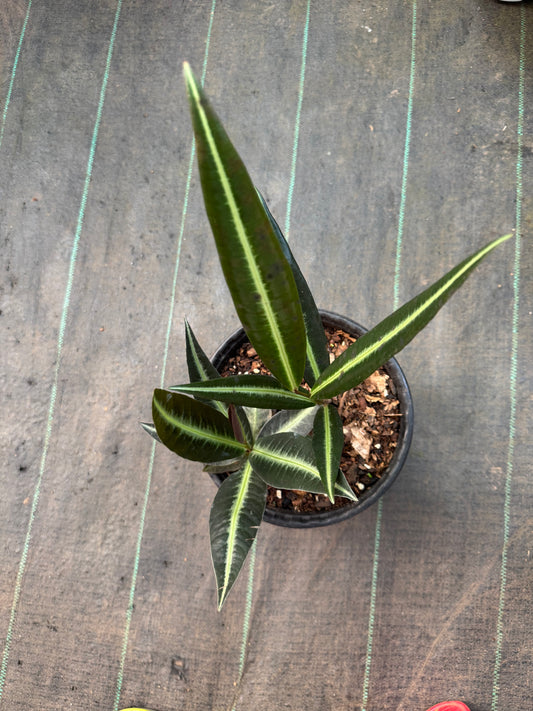 Labisia Ex Sp Indonesia-3