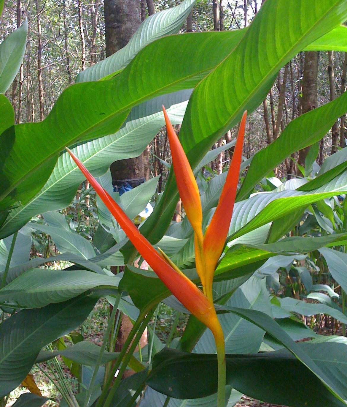 H.Hyb Tropic
